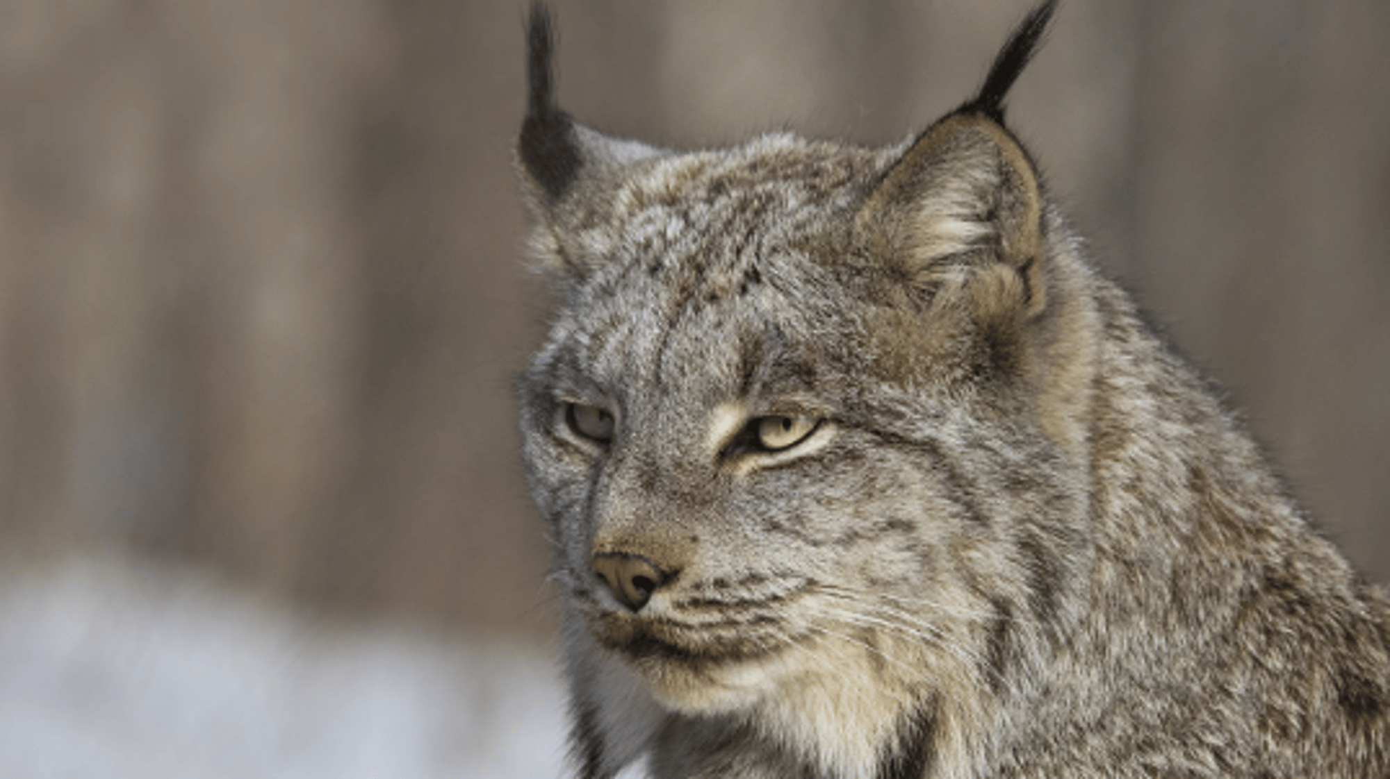 Canada Lynx