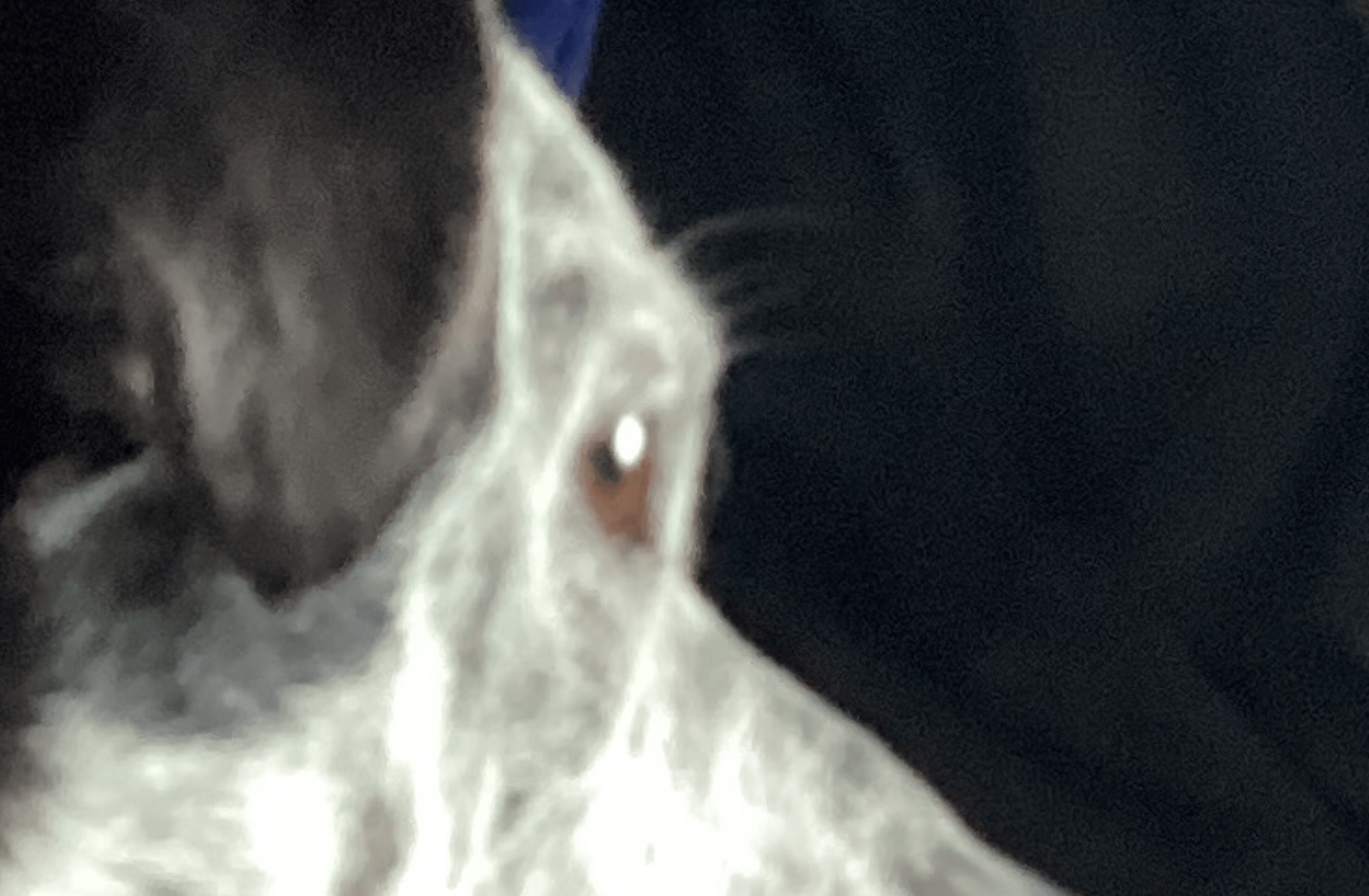 Bob