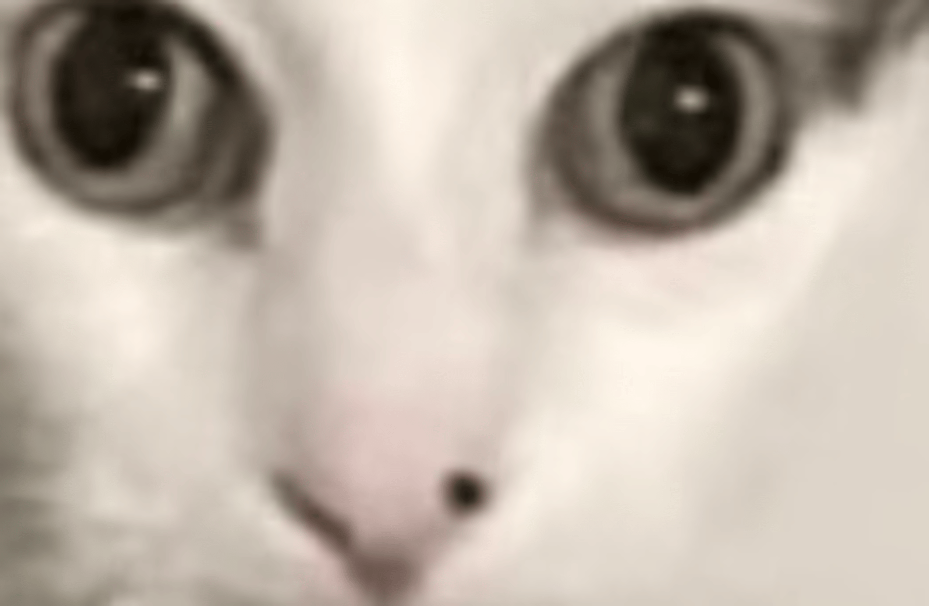 Cat from the toilet 2