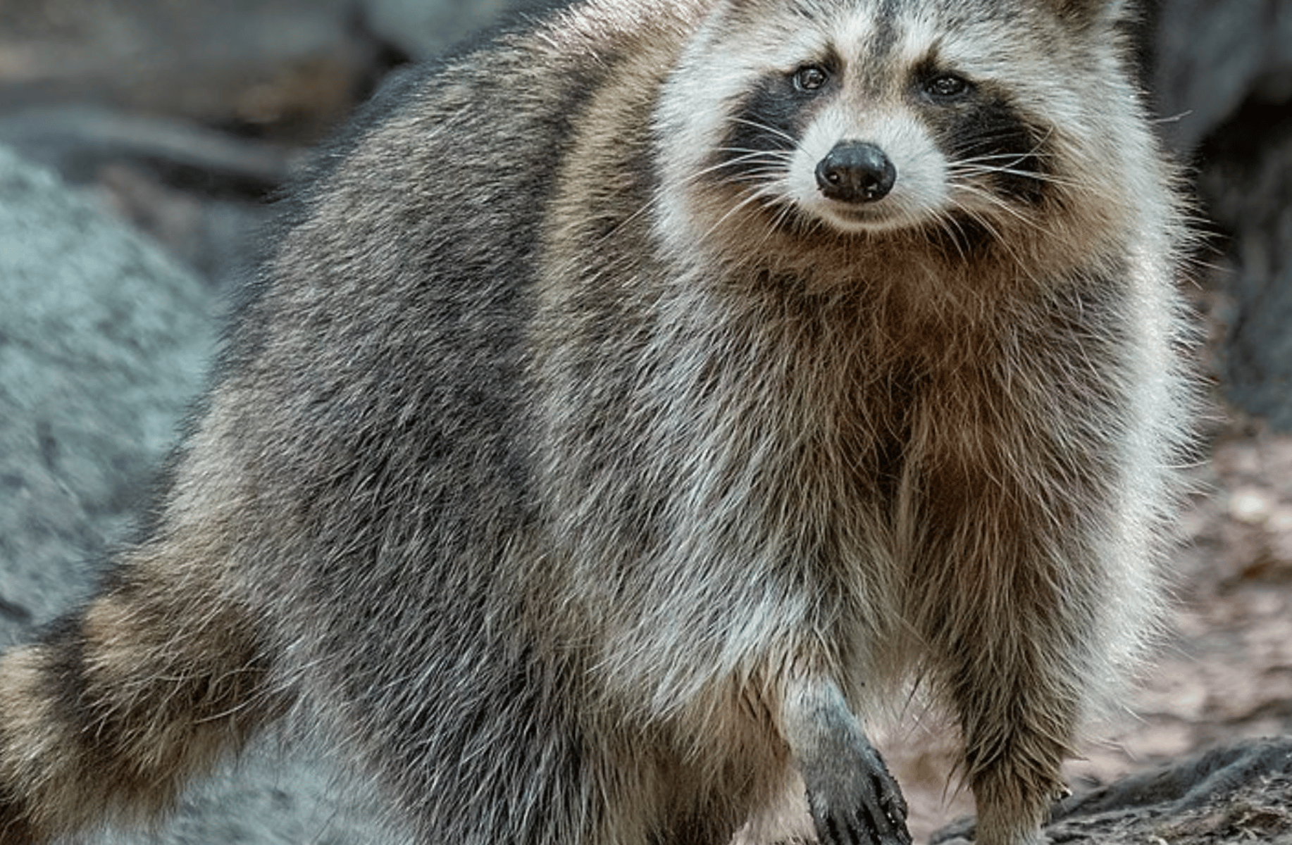 MrRaccoon
