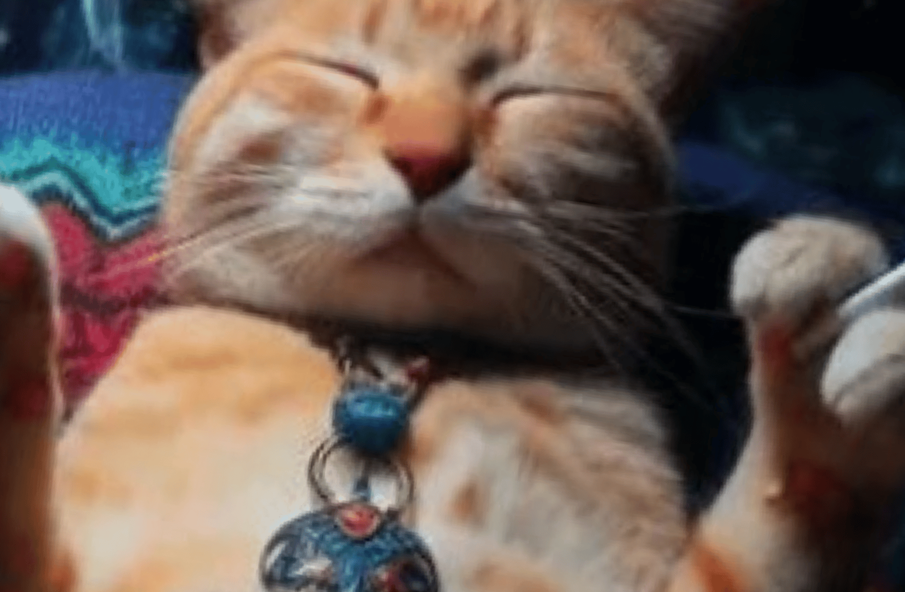Stoned Cat