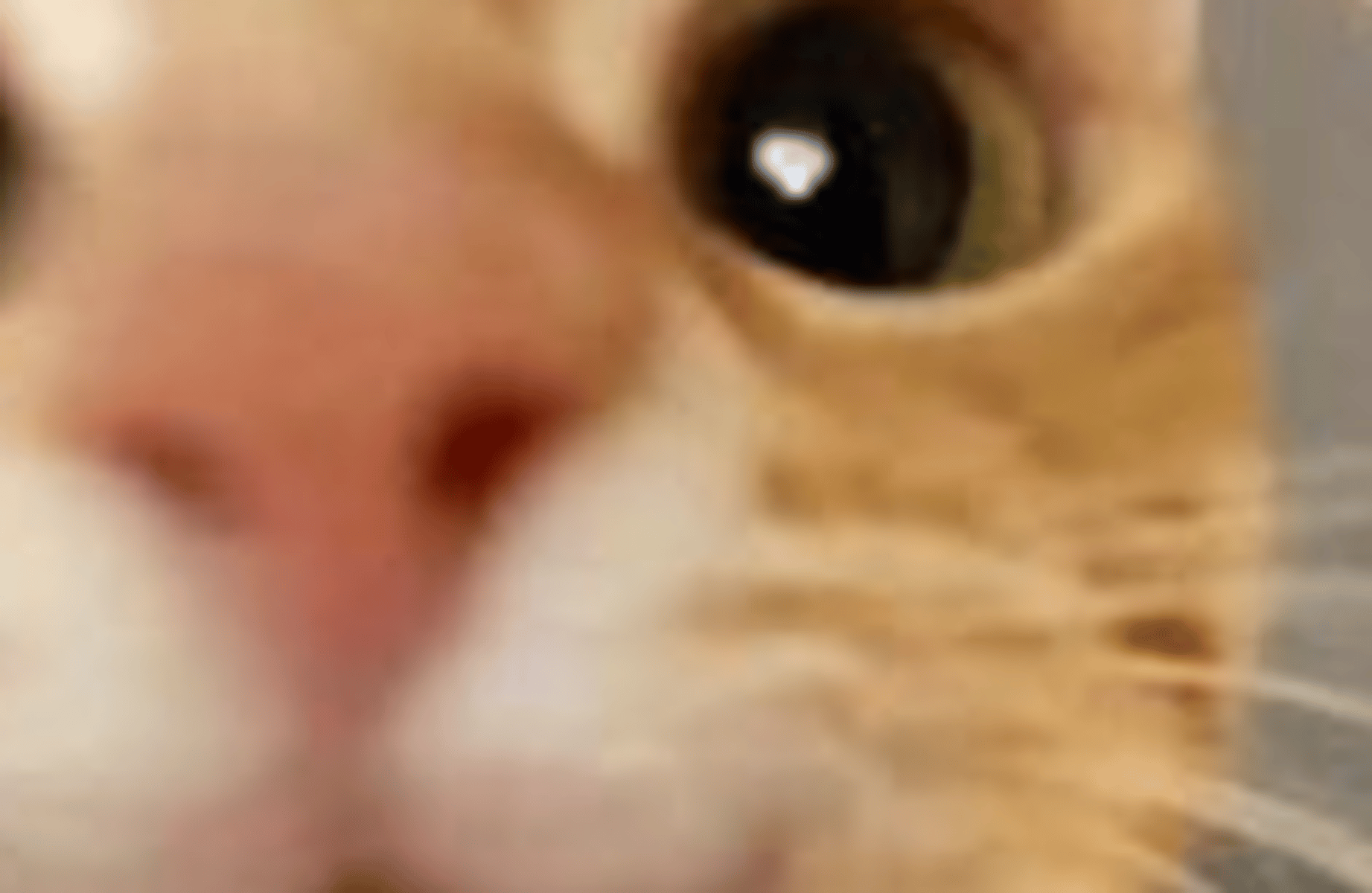 Annoying dormate