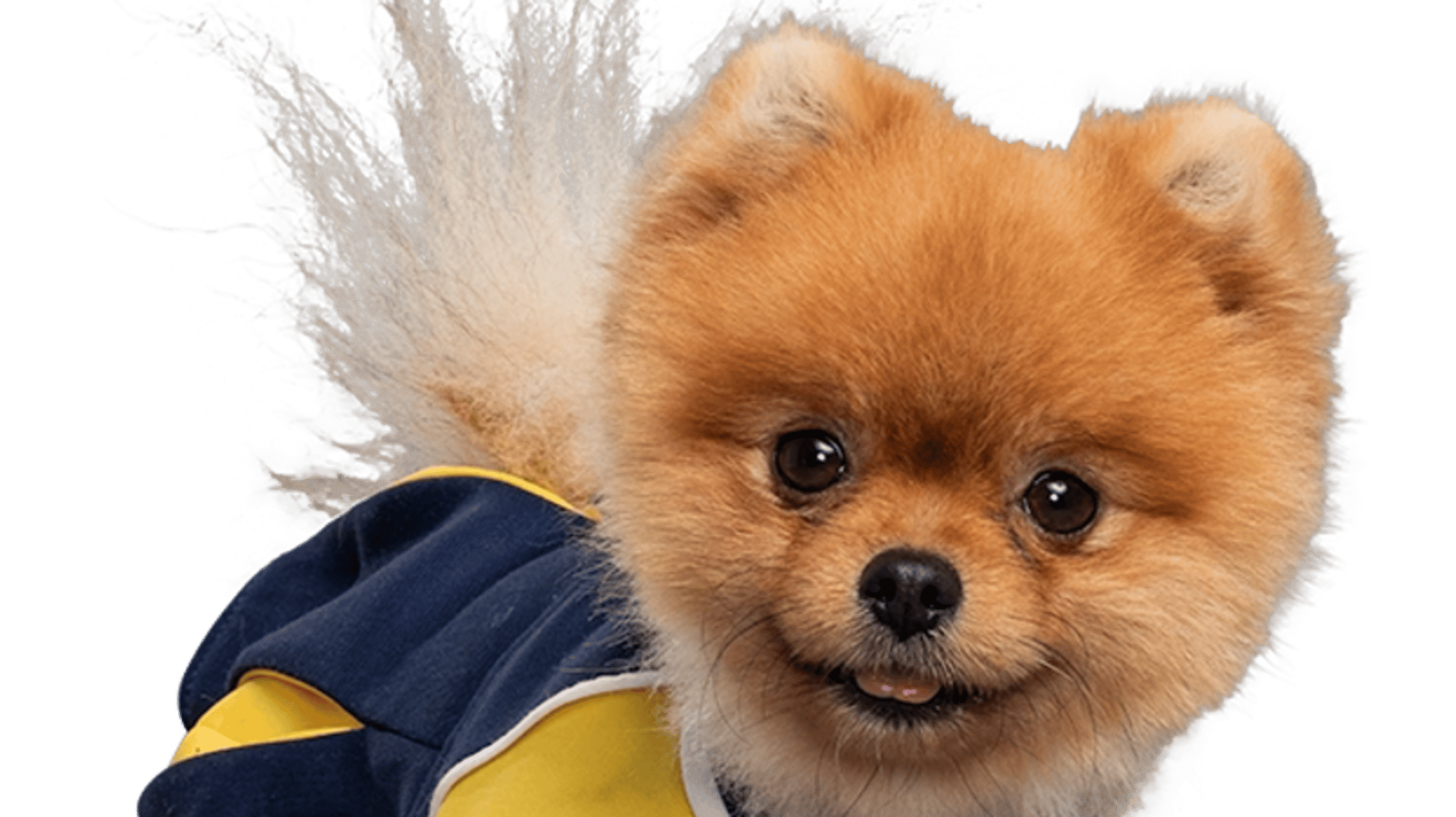 Pom-Pom