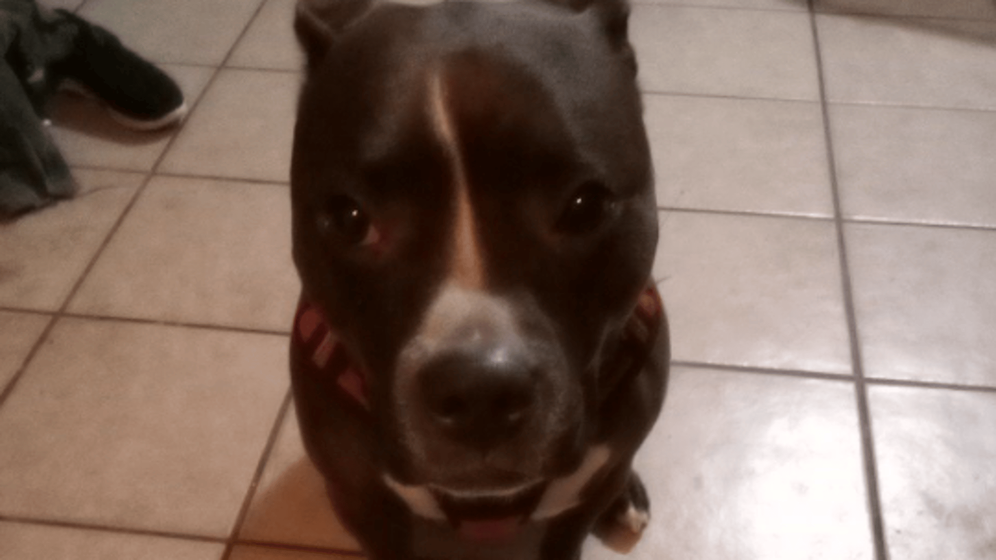 Little brother payback