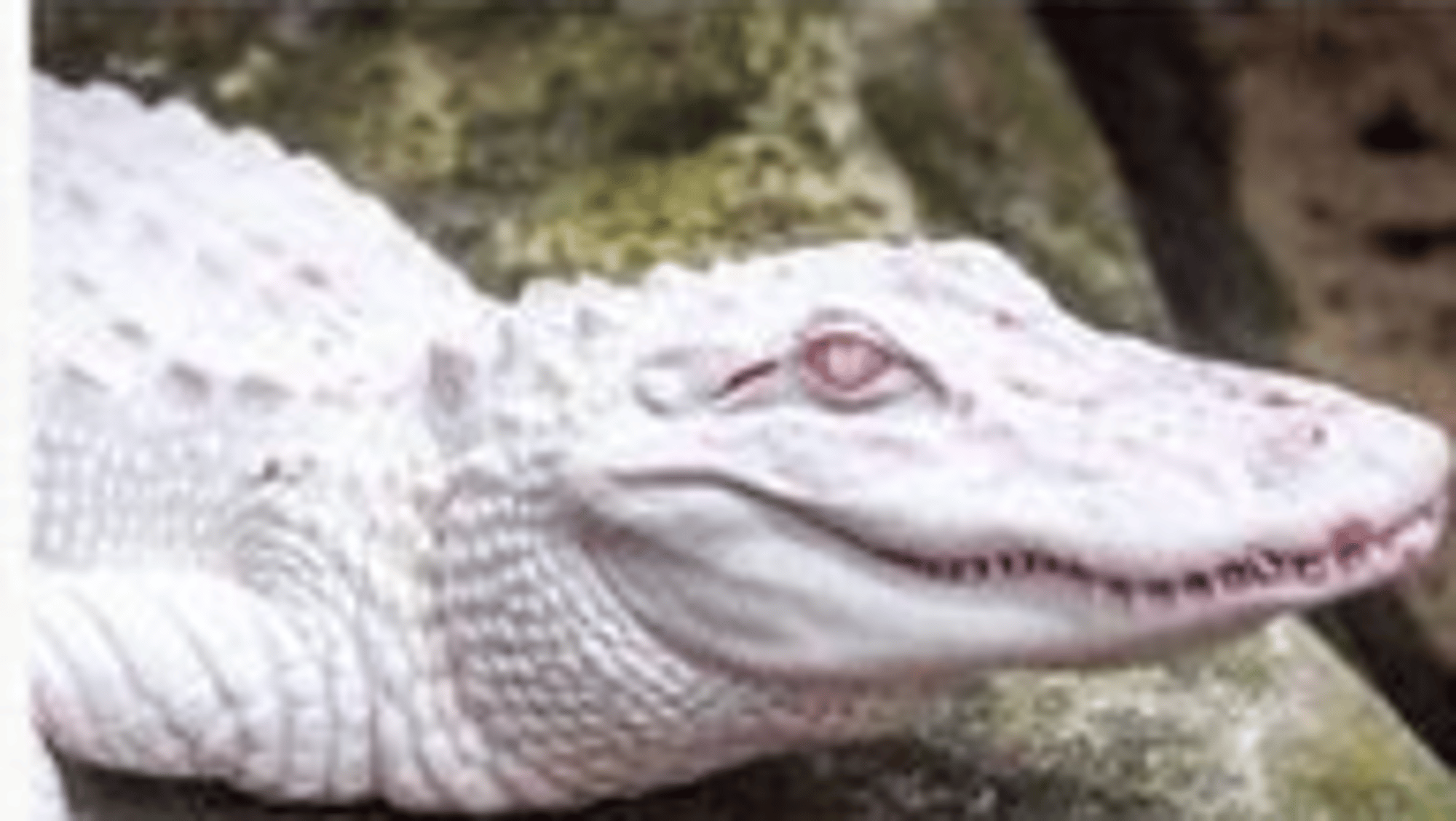 Snapper