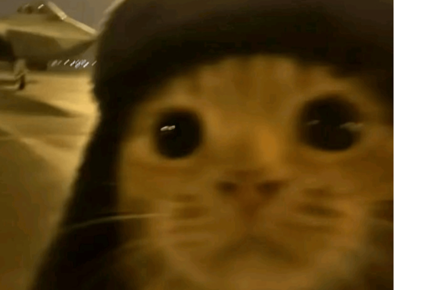 Polski Meow