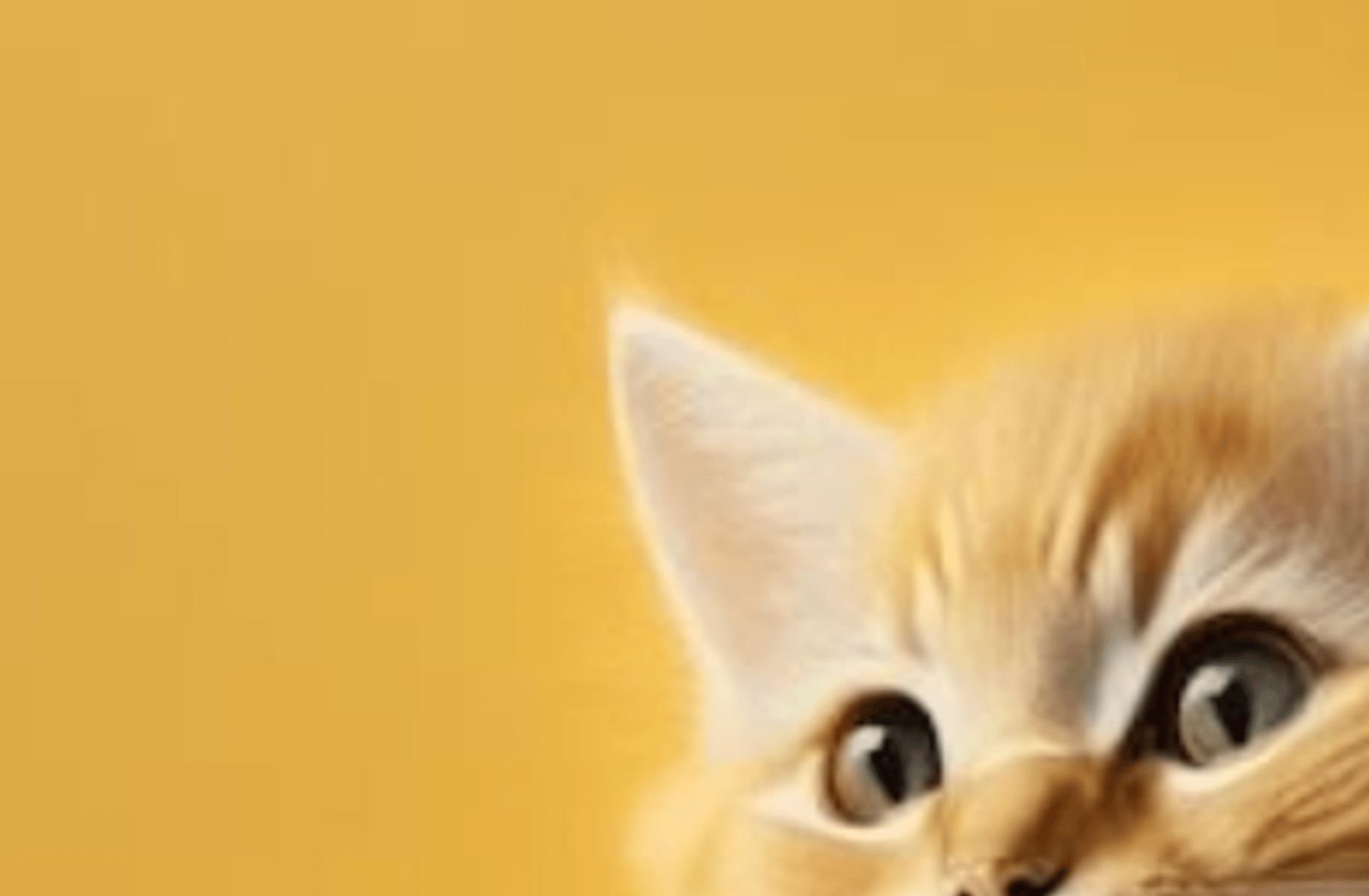 Kitty cat