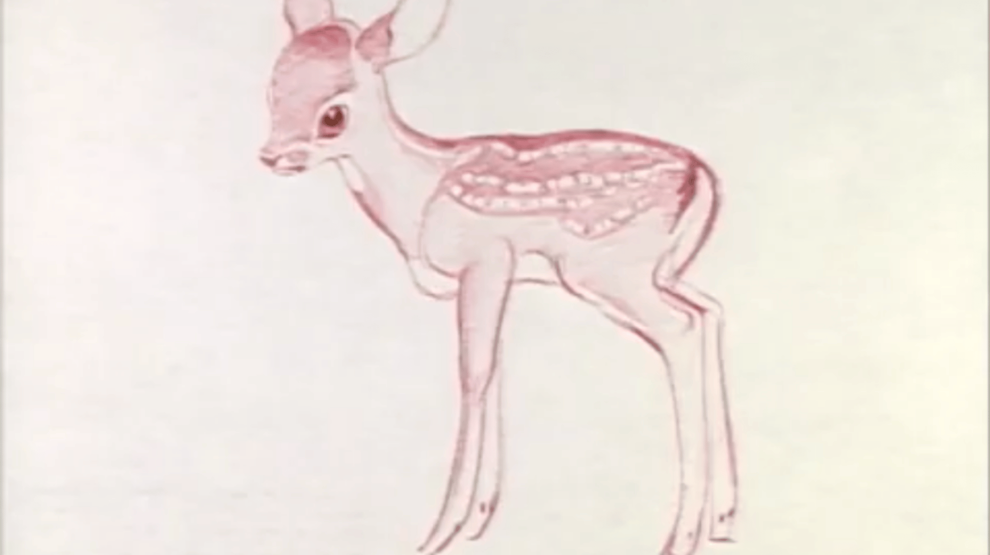 Bambi
