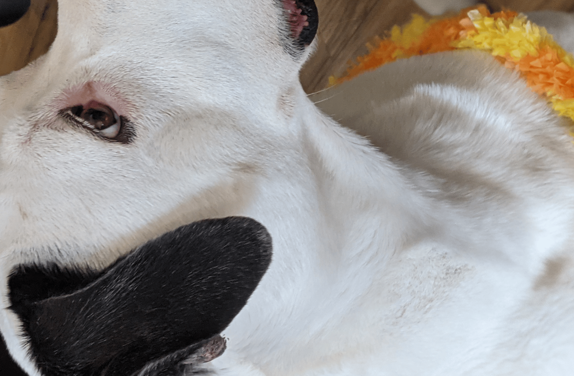 Your dog
