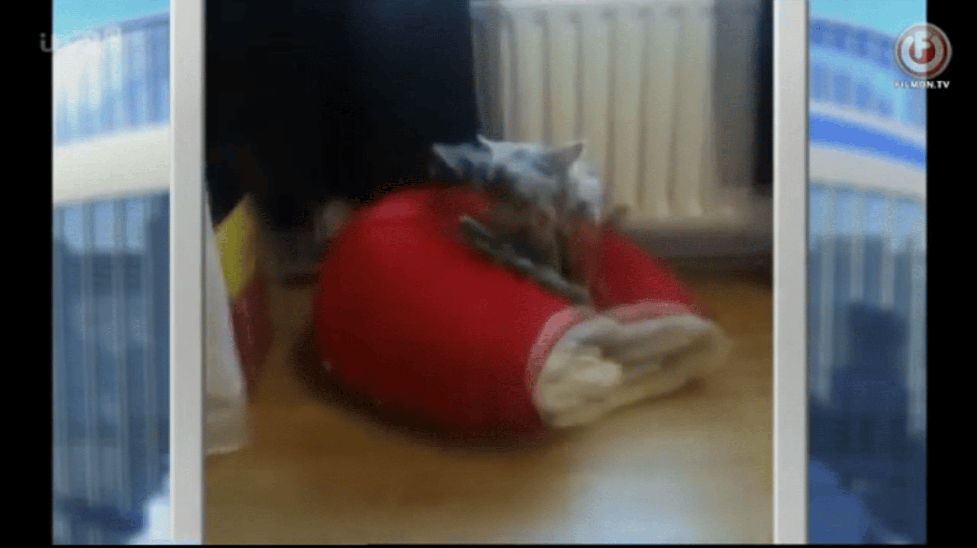 Boy