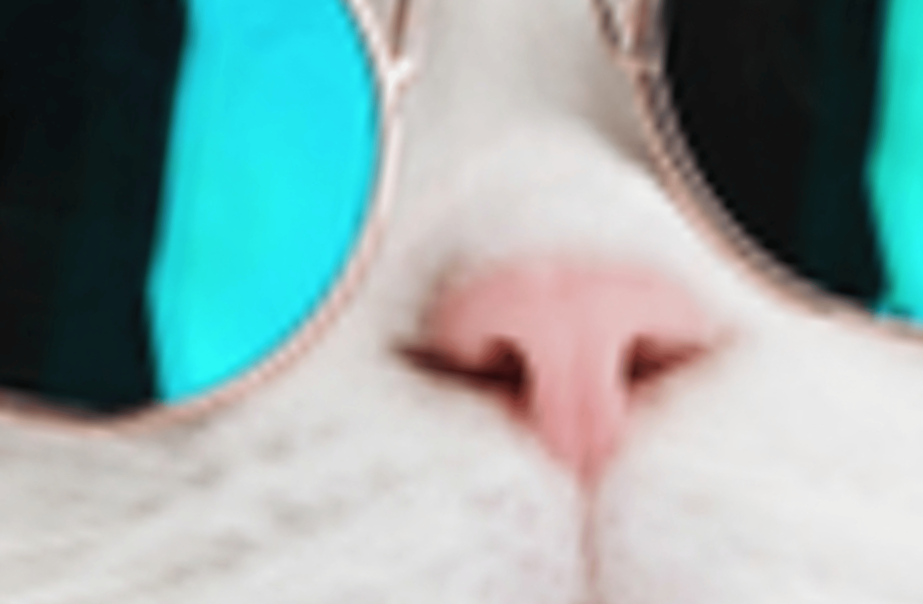 Cat (french