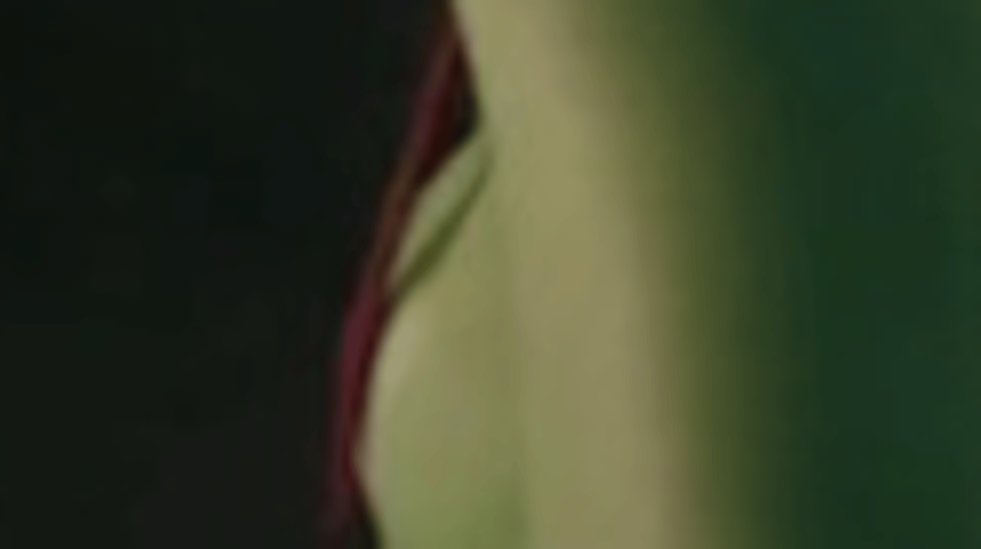 Gamora