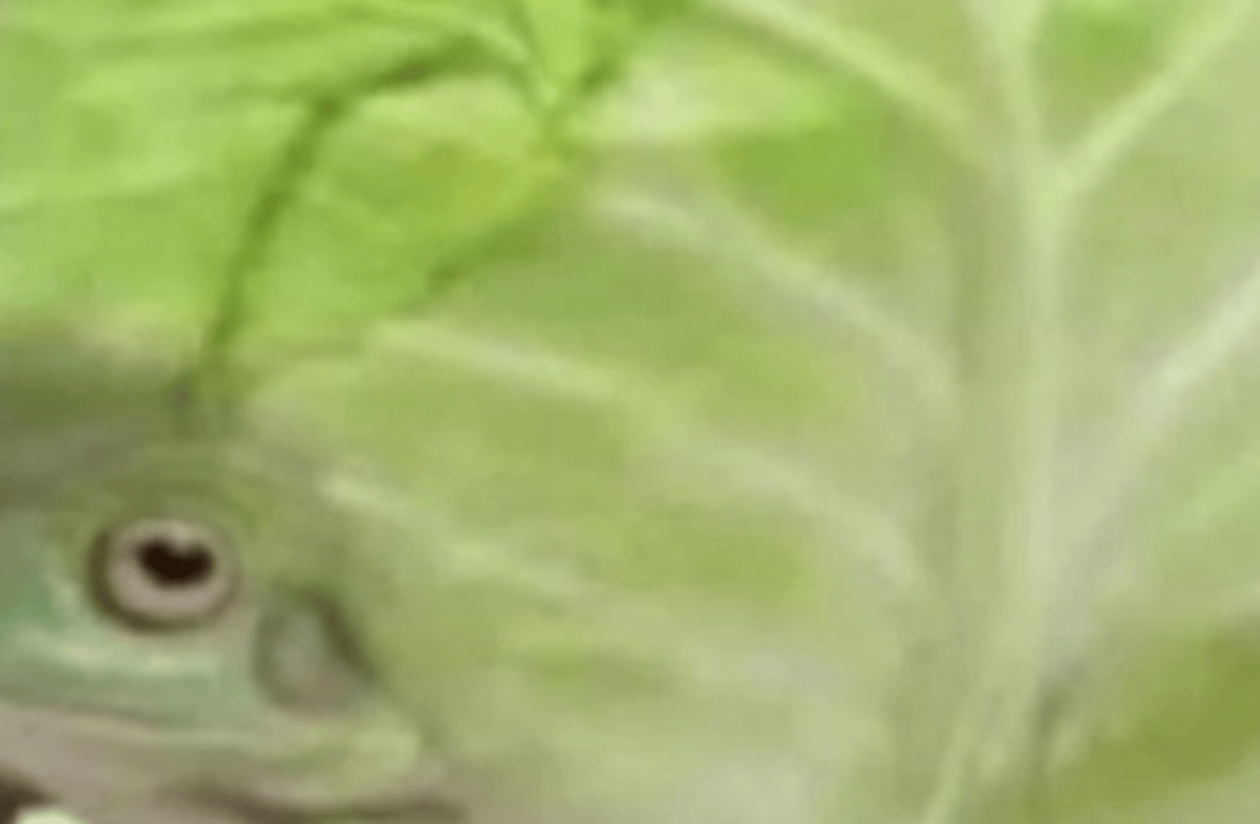 Todd the cabage frog