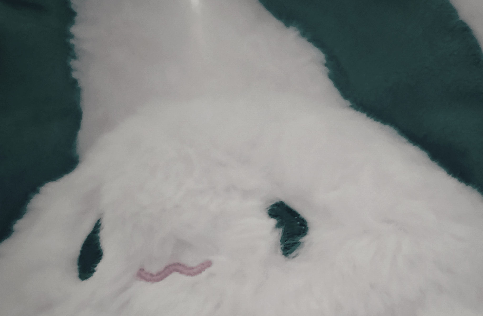 Kitty