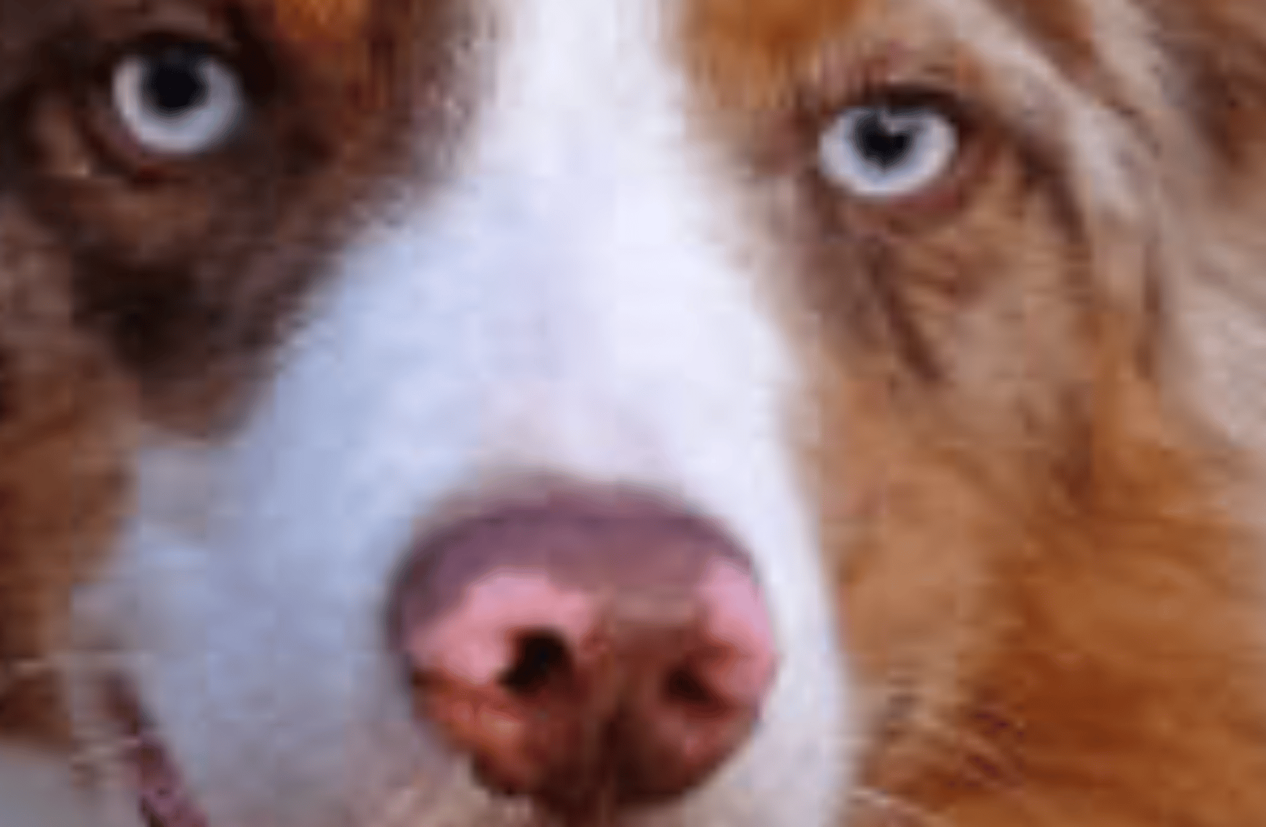 Dog RP