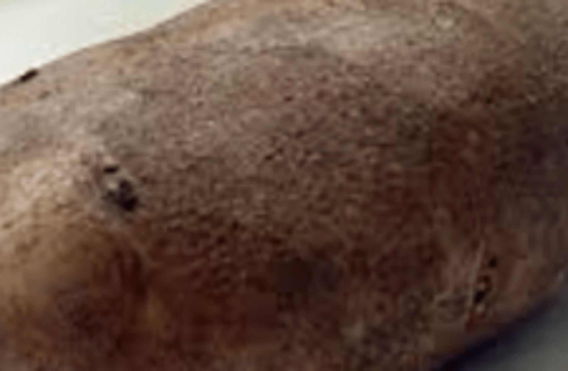 Potato