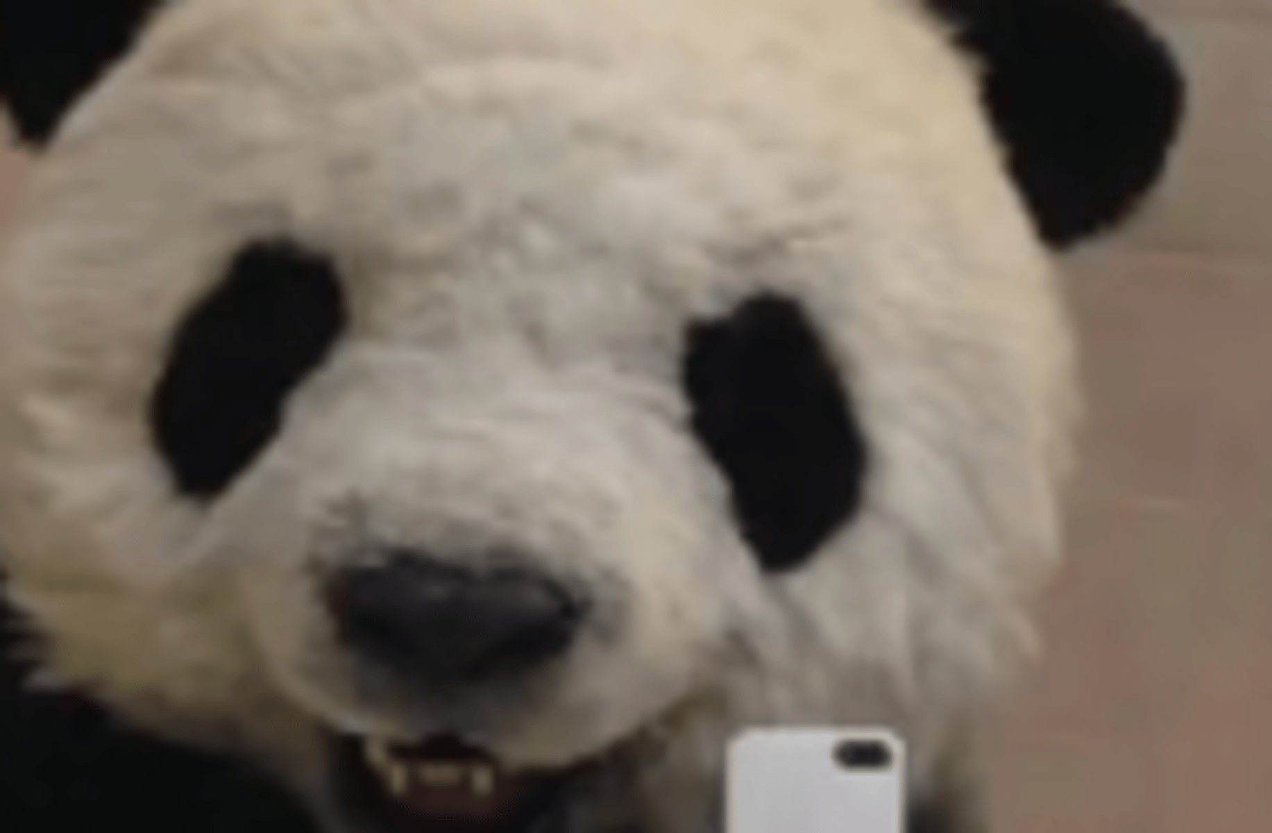 Team panda