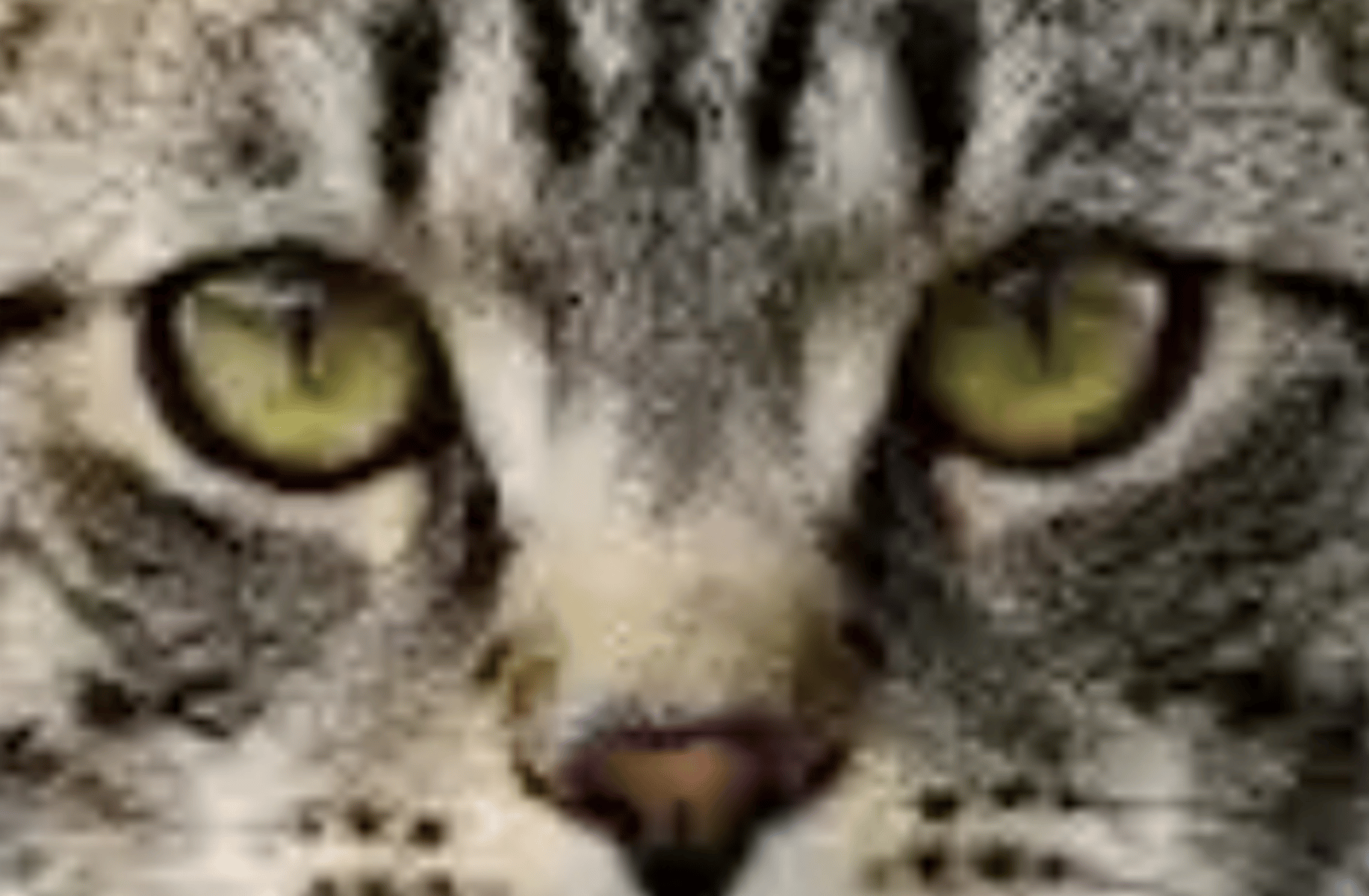 Cat(animal)