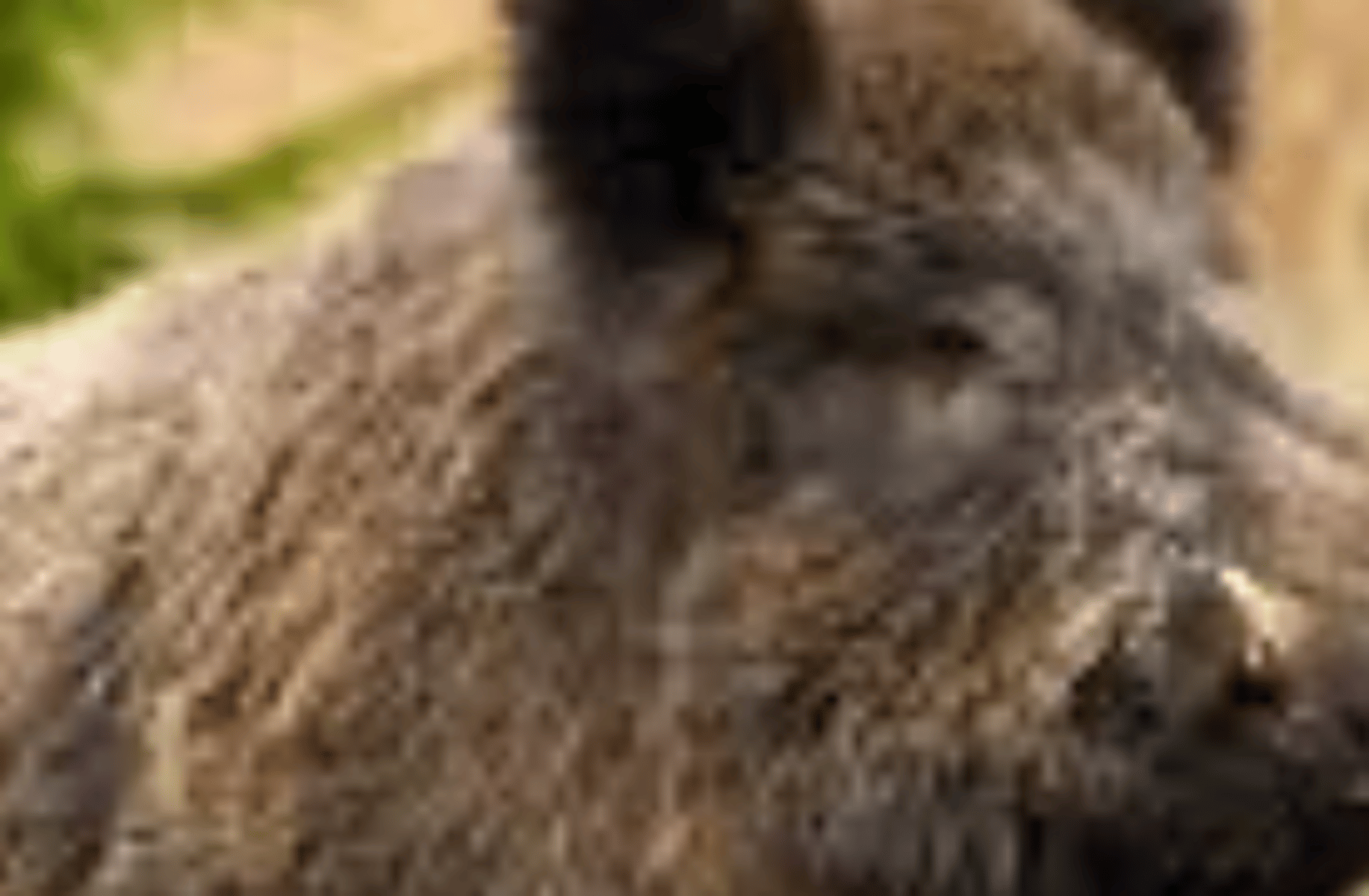 She-boar transformation