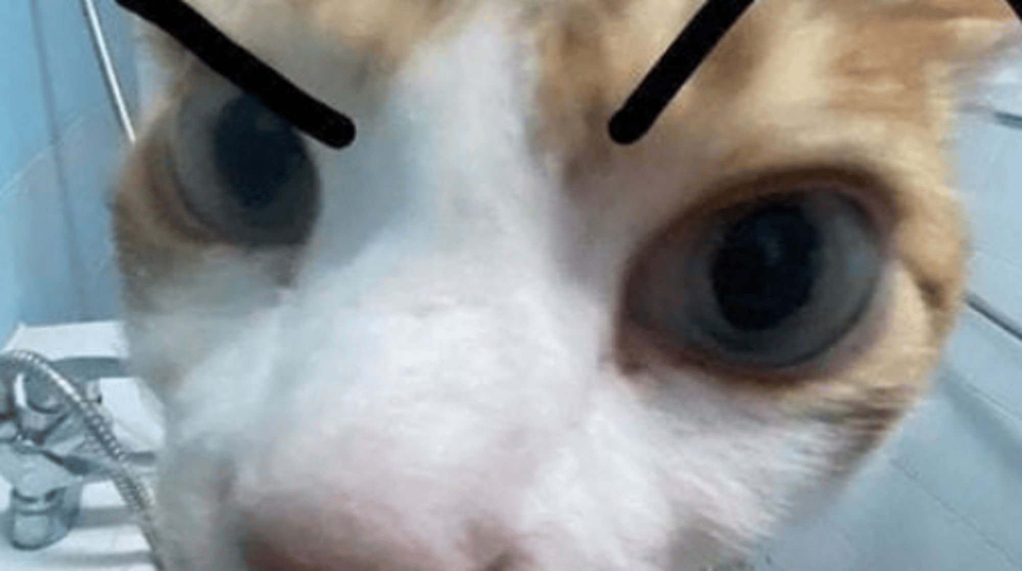 Miau