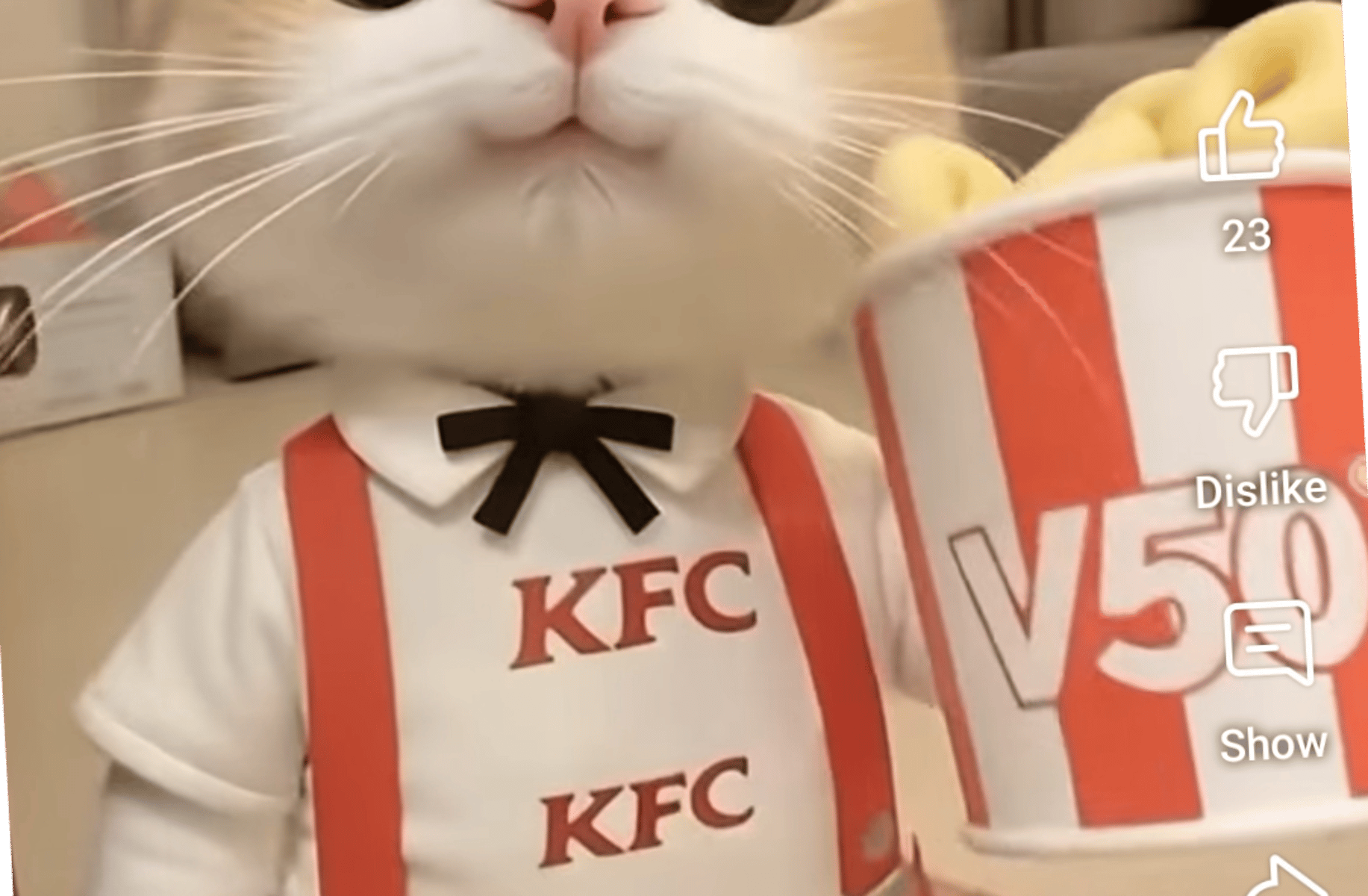 Lil KFC cat