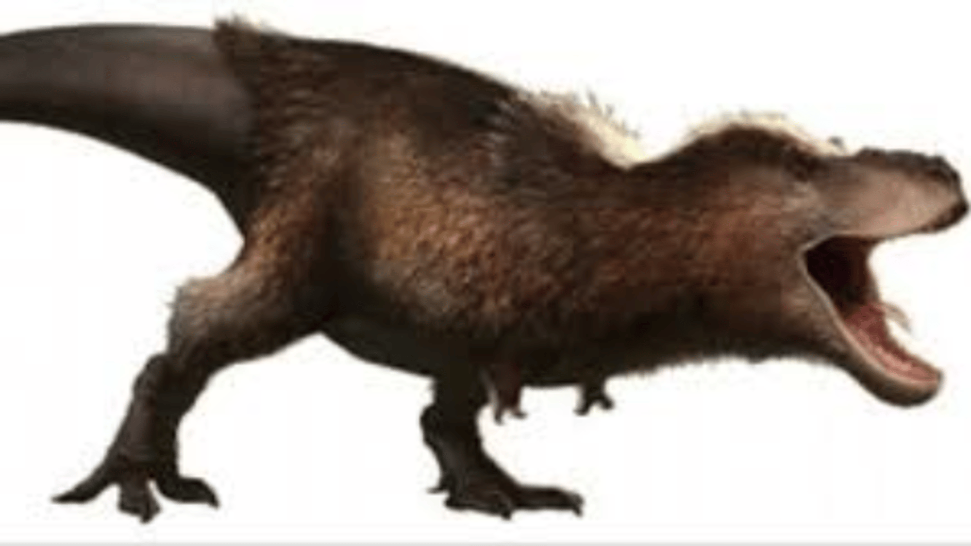 the Tyrannosaurus