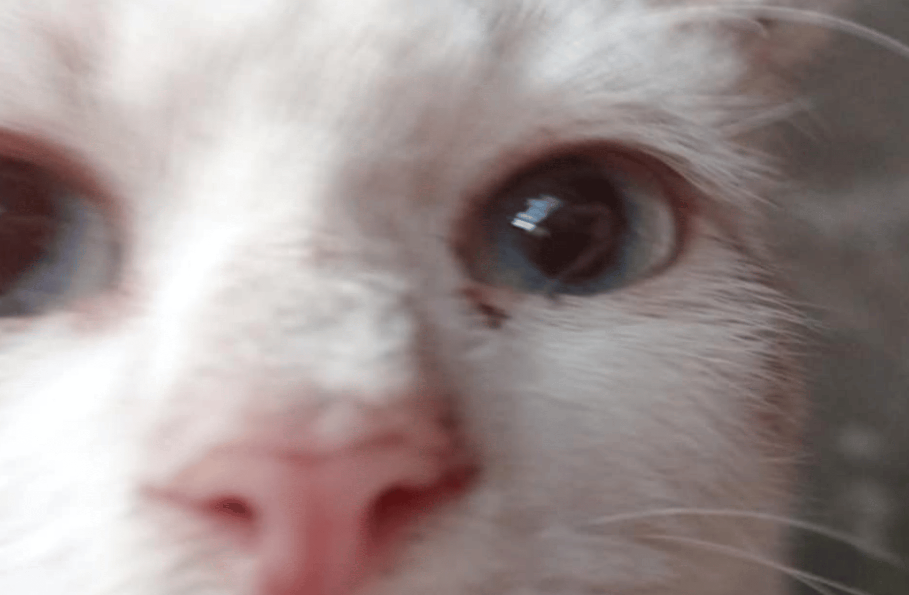 My stupid cat