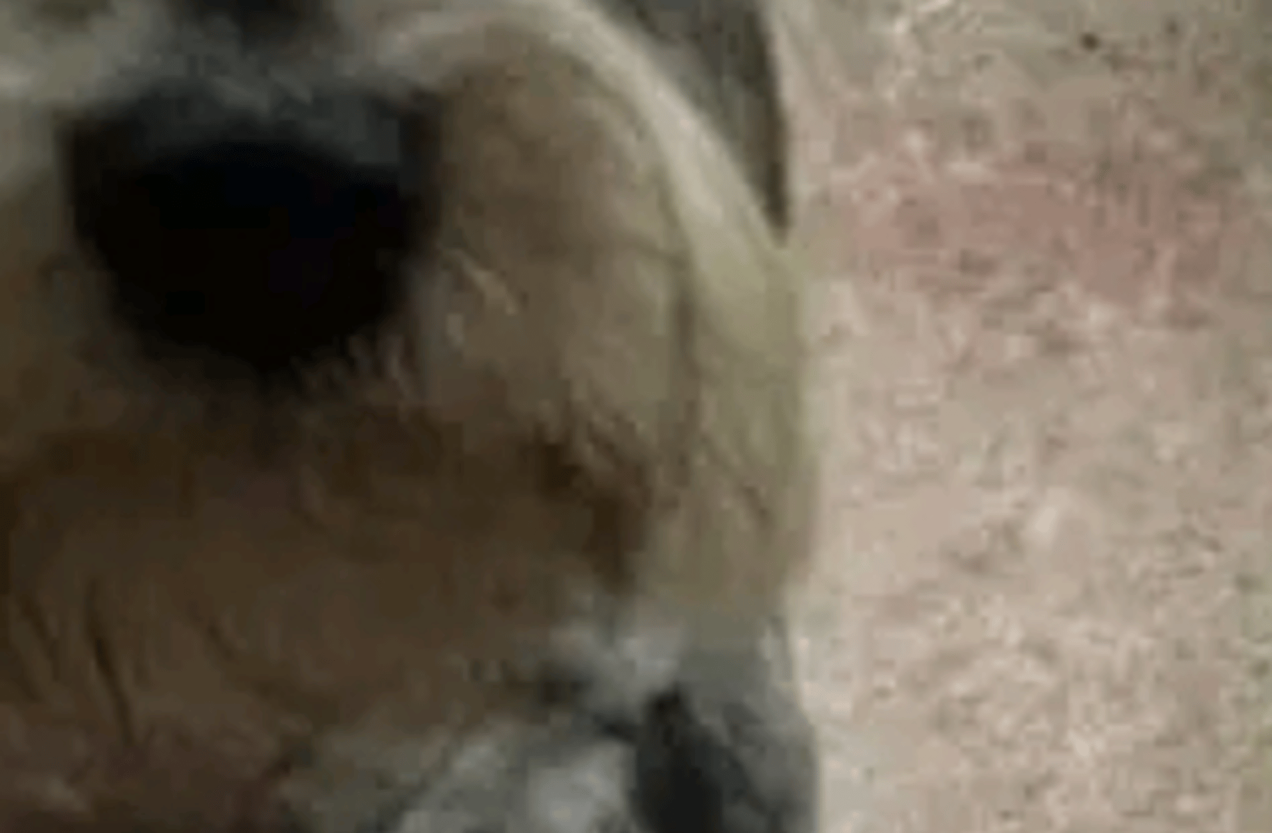 Hanzeus