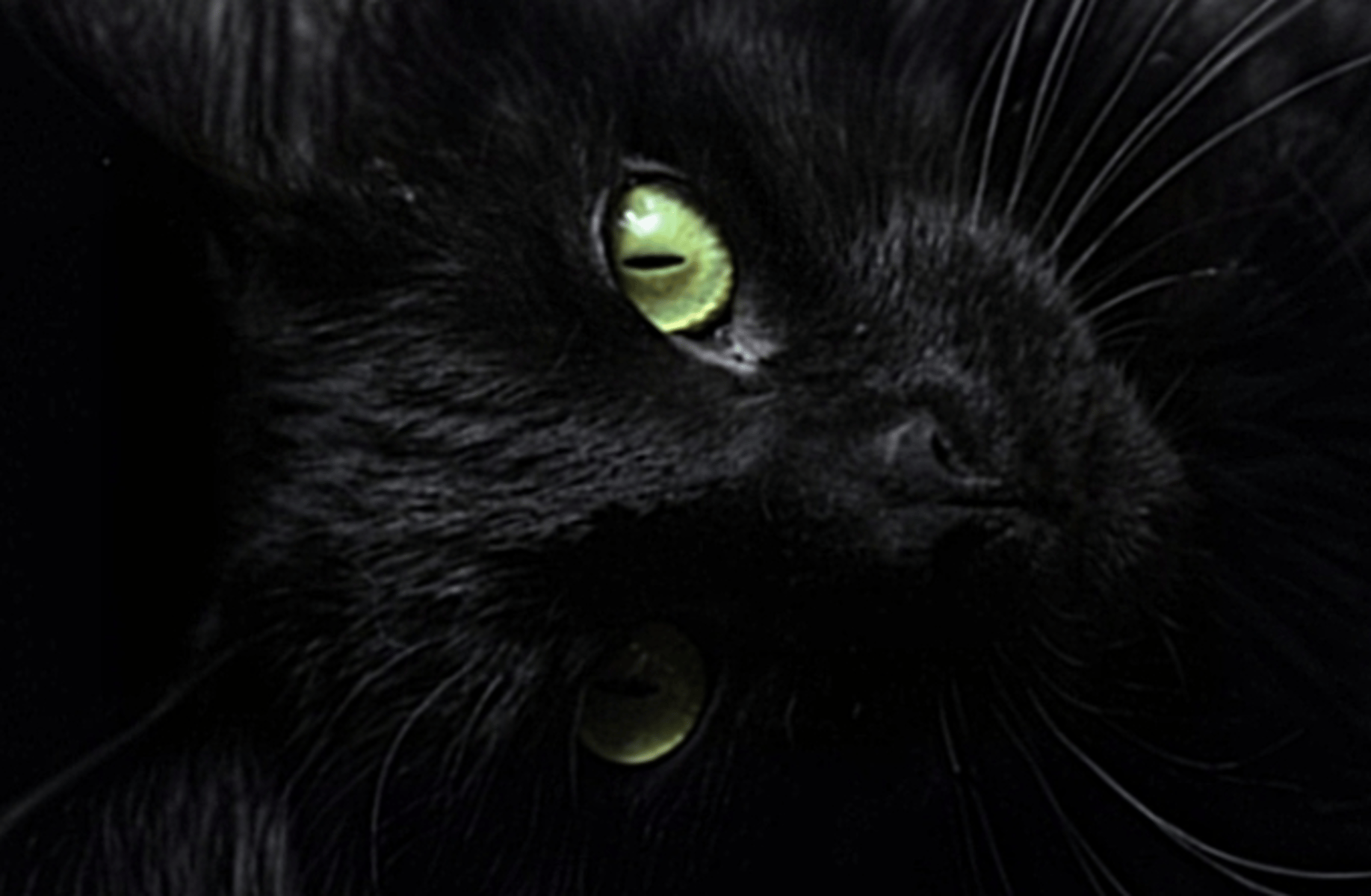 The Talking Black Cat