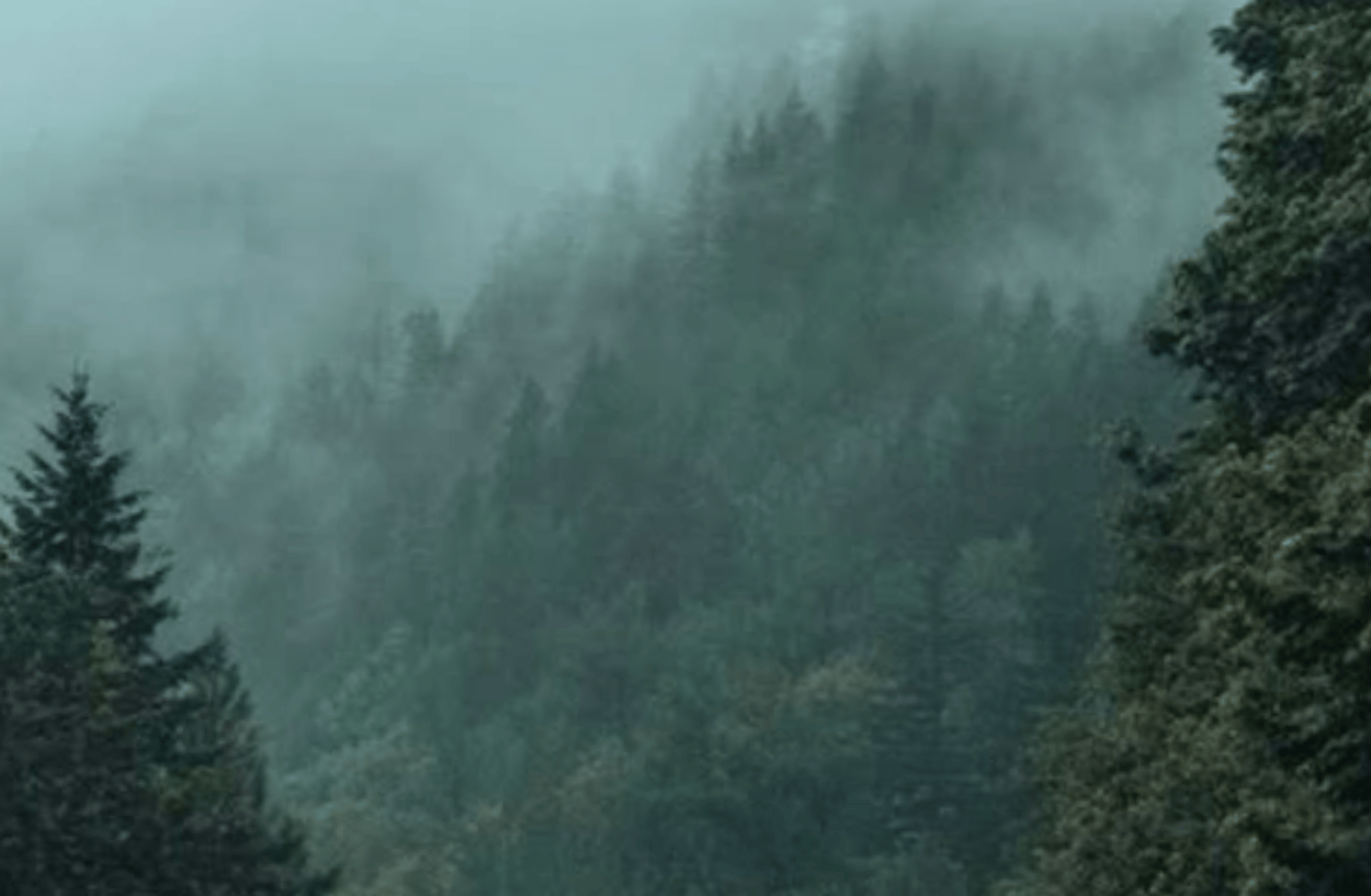 Twilight Saga