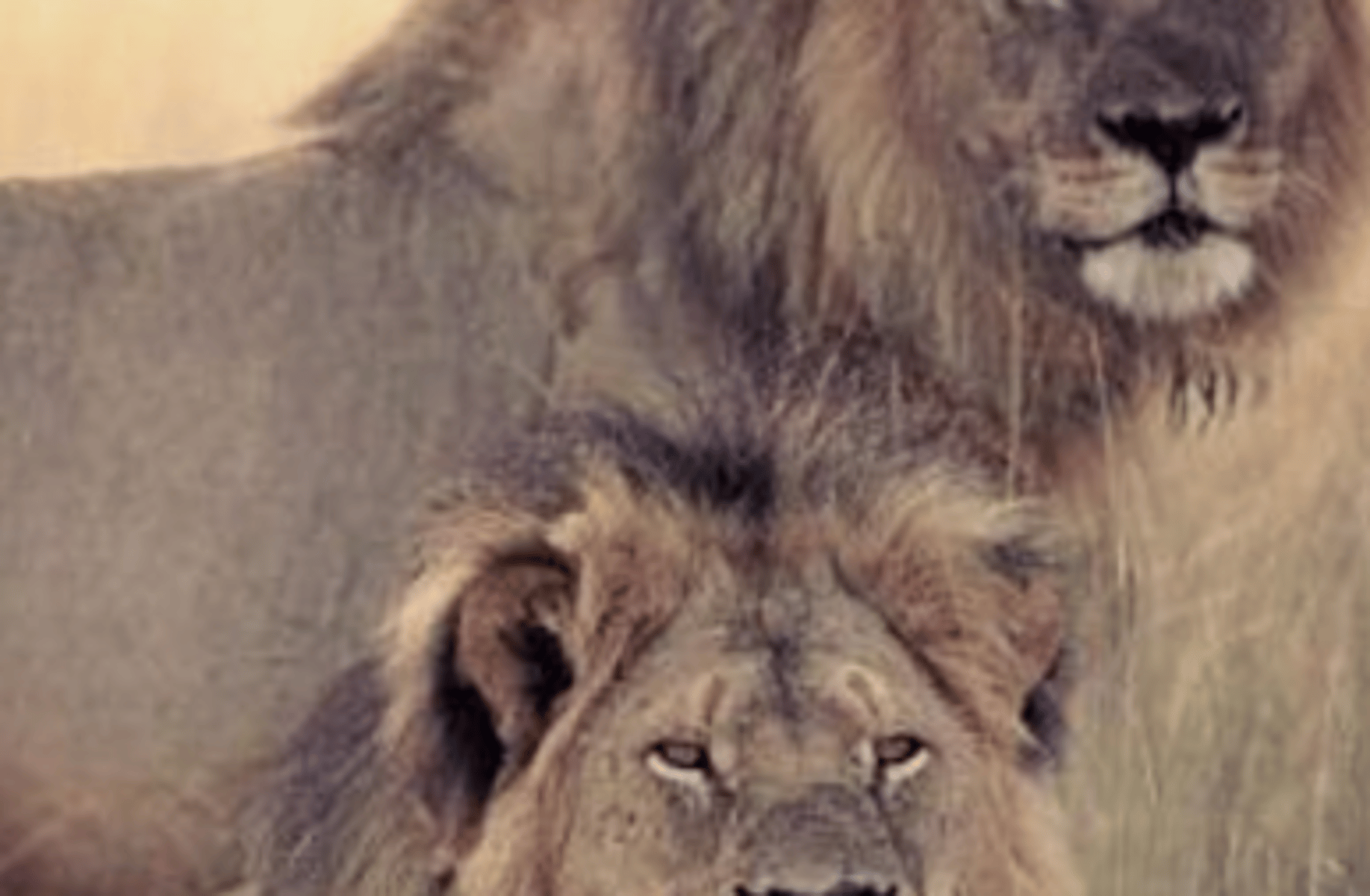 Salehe & Yahya (Lion Rp!)