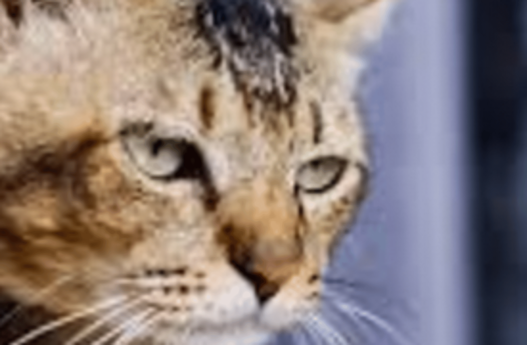 Sad cat
