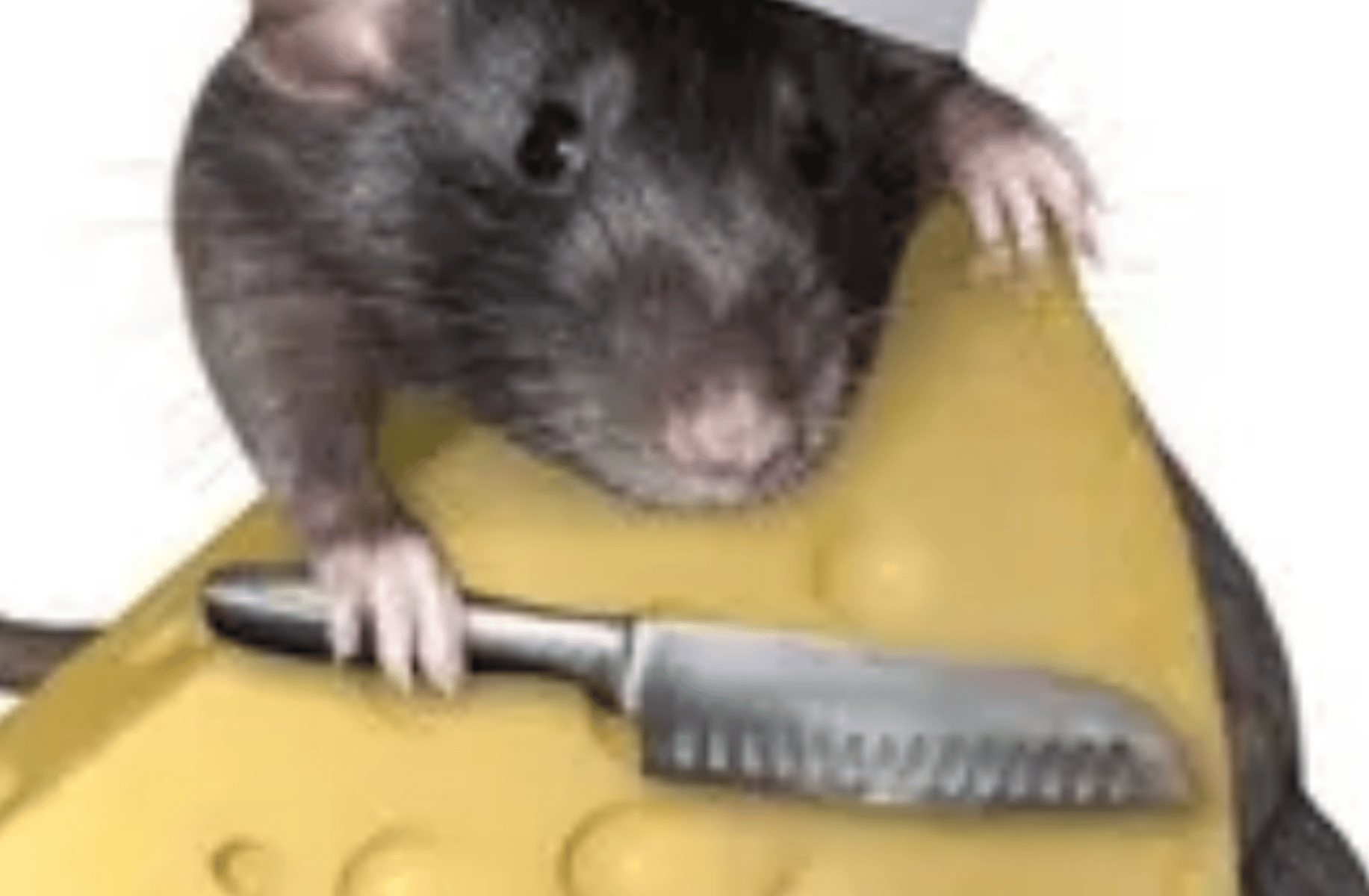 Rat cook