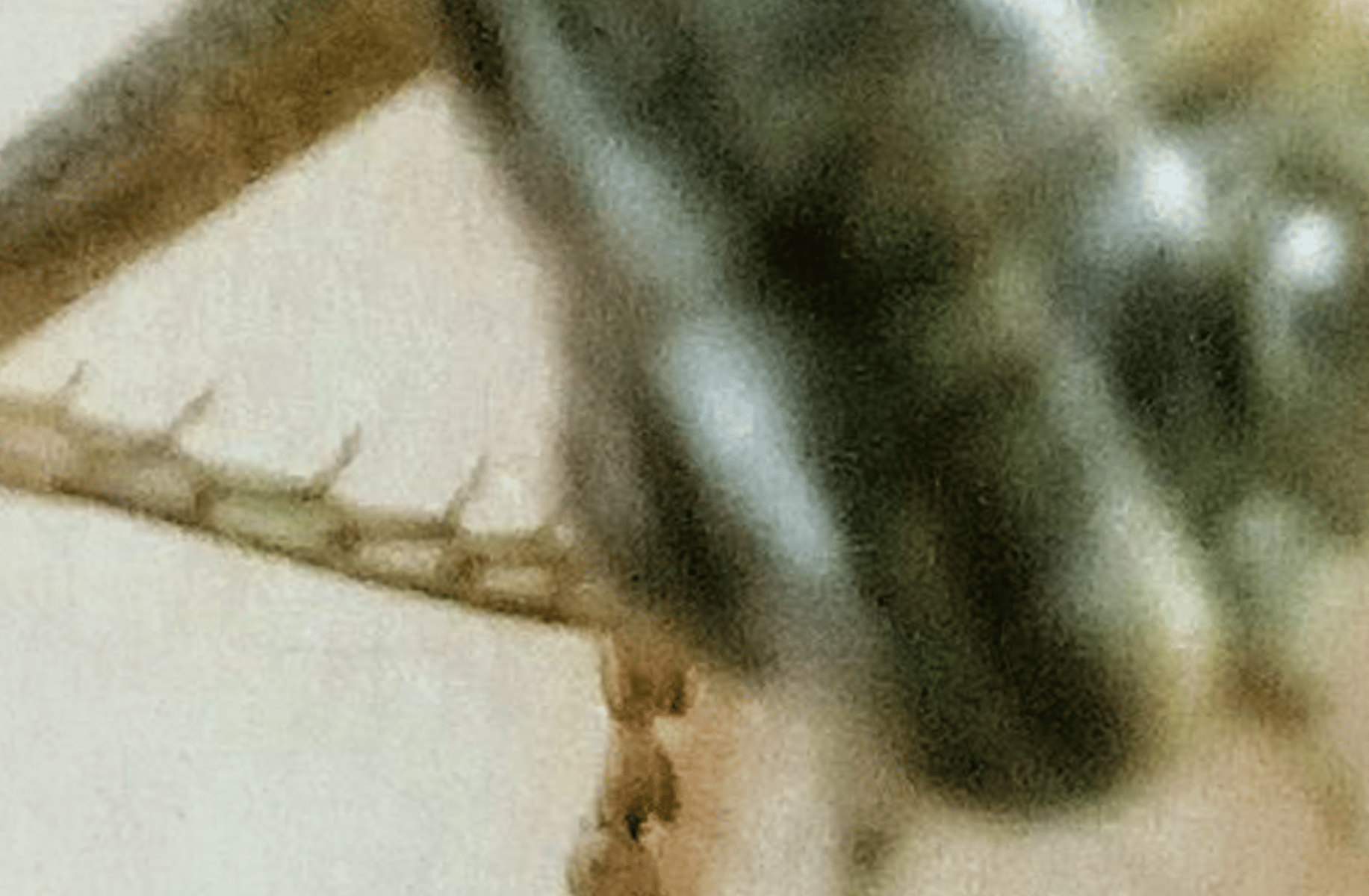 Pet of grasshopper