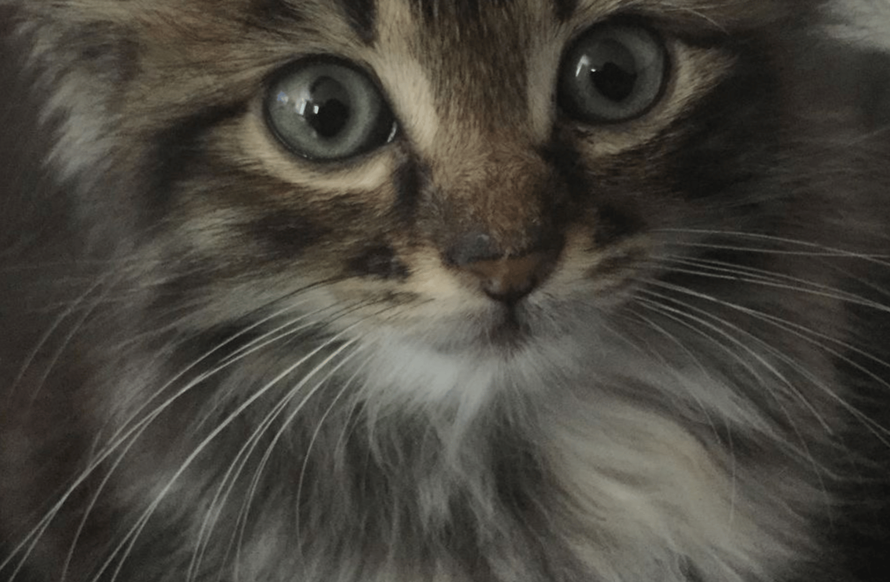 Misty (your stray cat)
