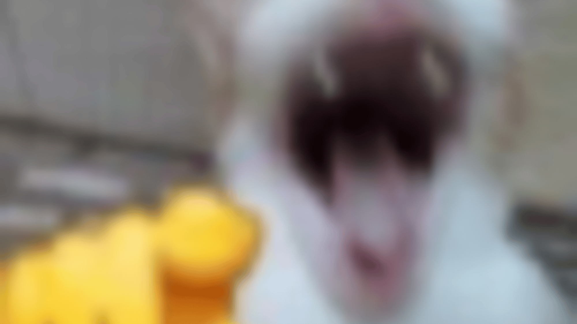 Blot (Dandy's World)