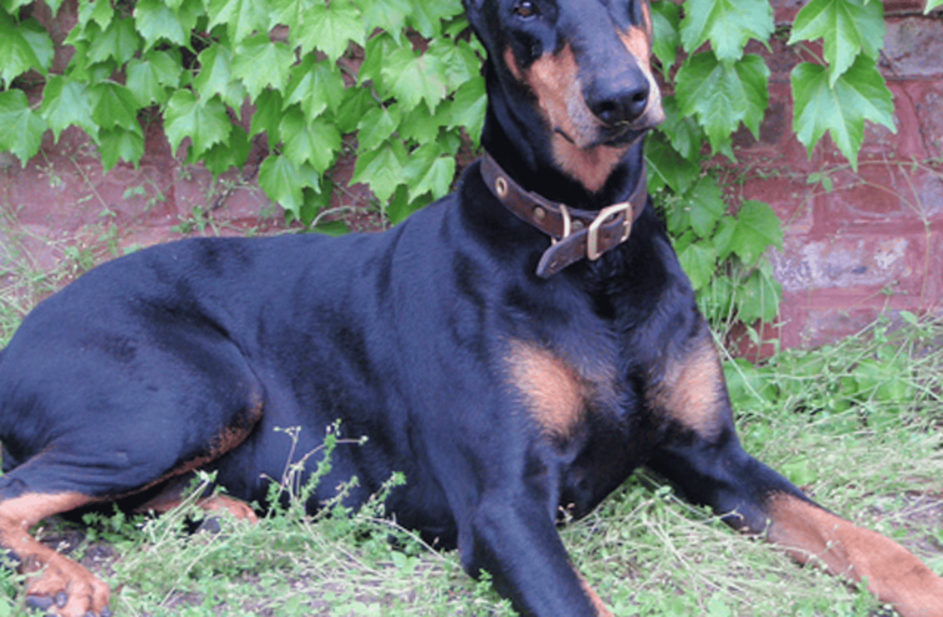 Max The Doberman