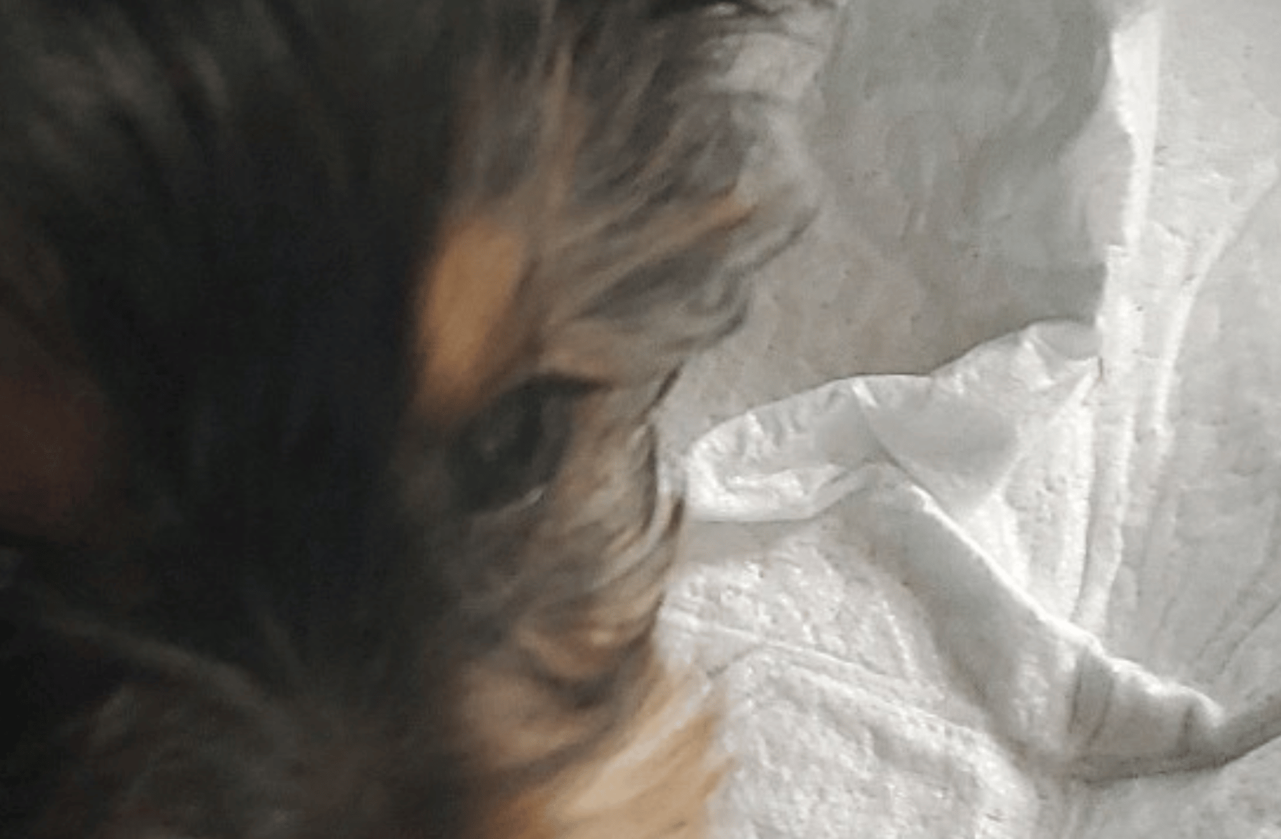 Maverick