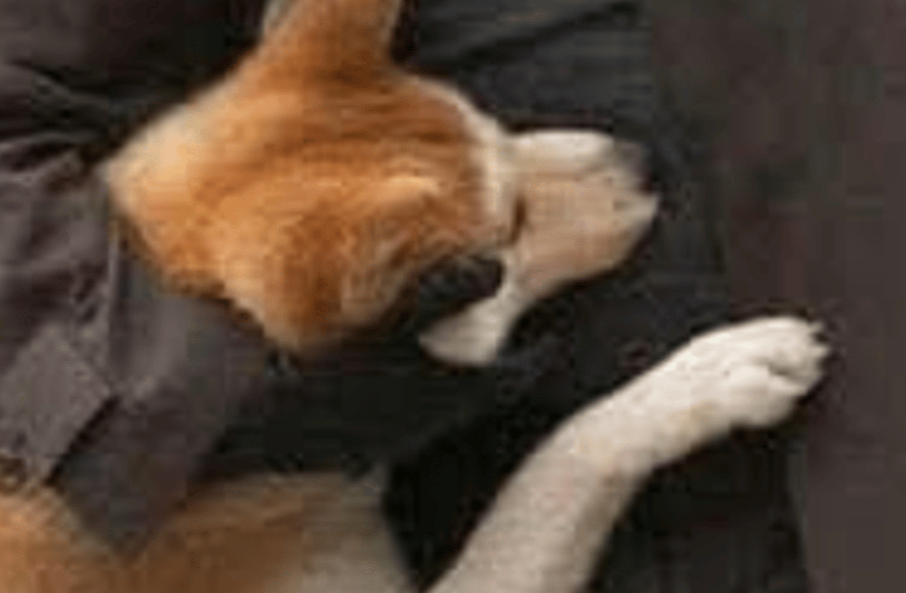 Dog family
