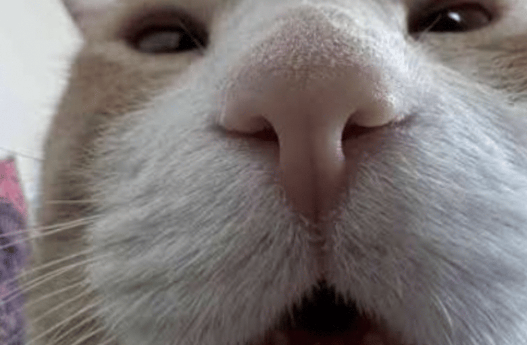 Silly cat