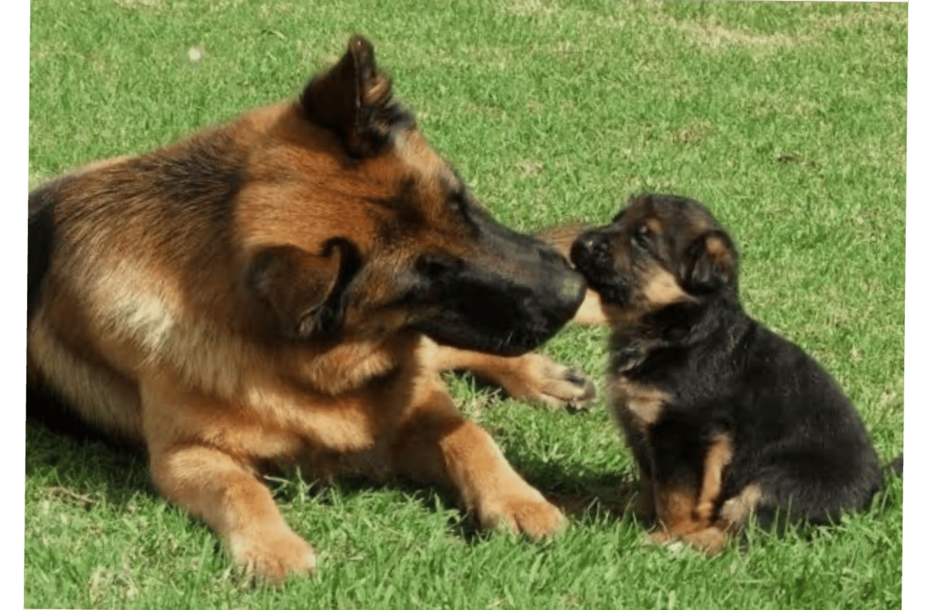 German shepherd and pupps