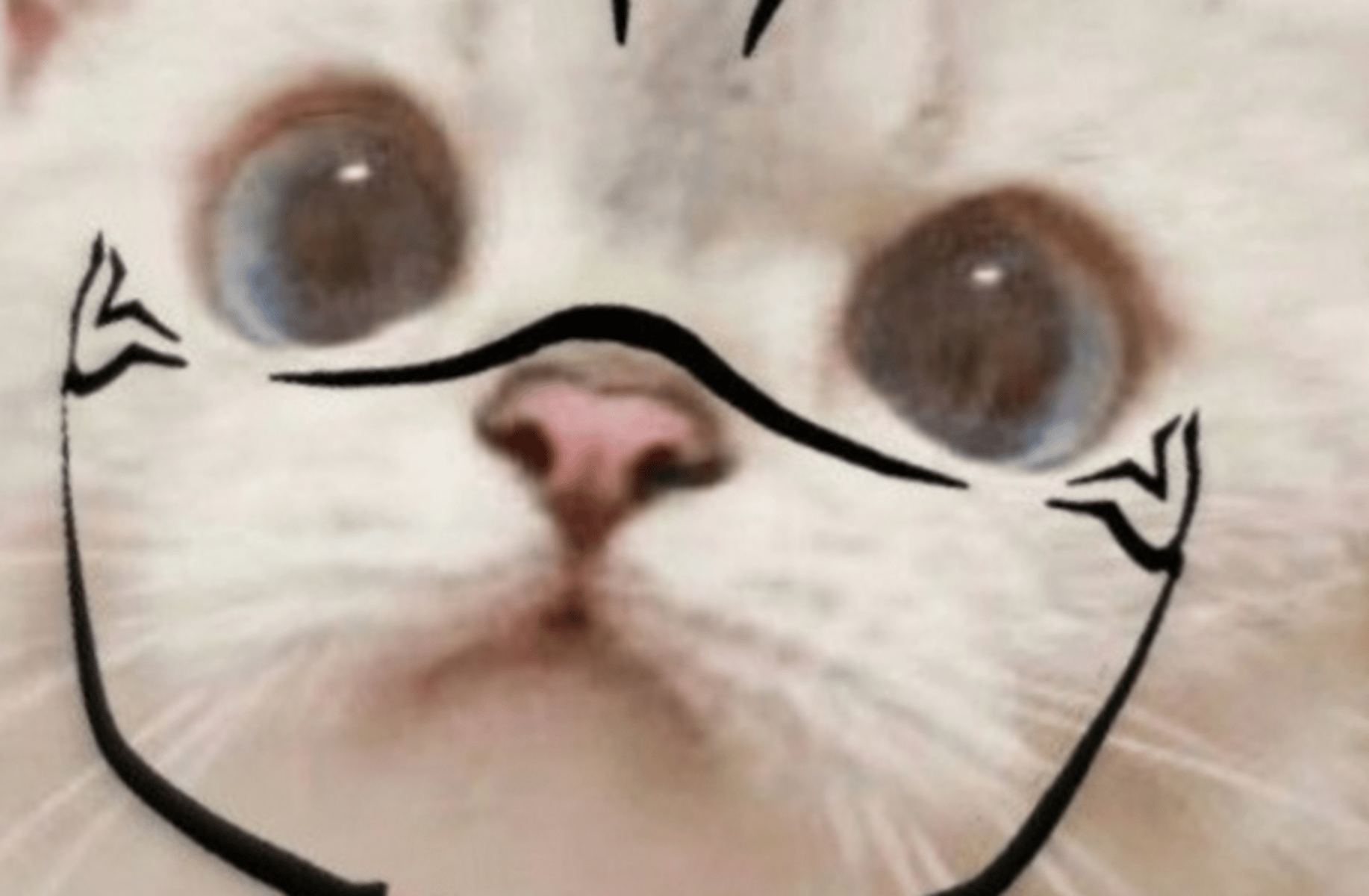 Sukuna cat