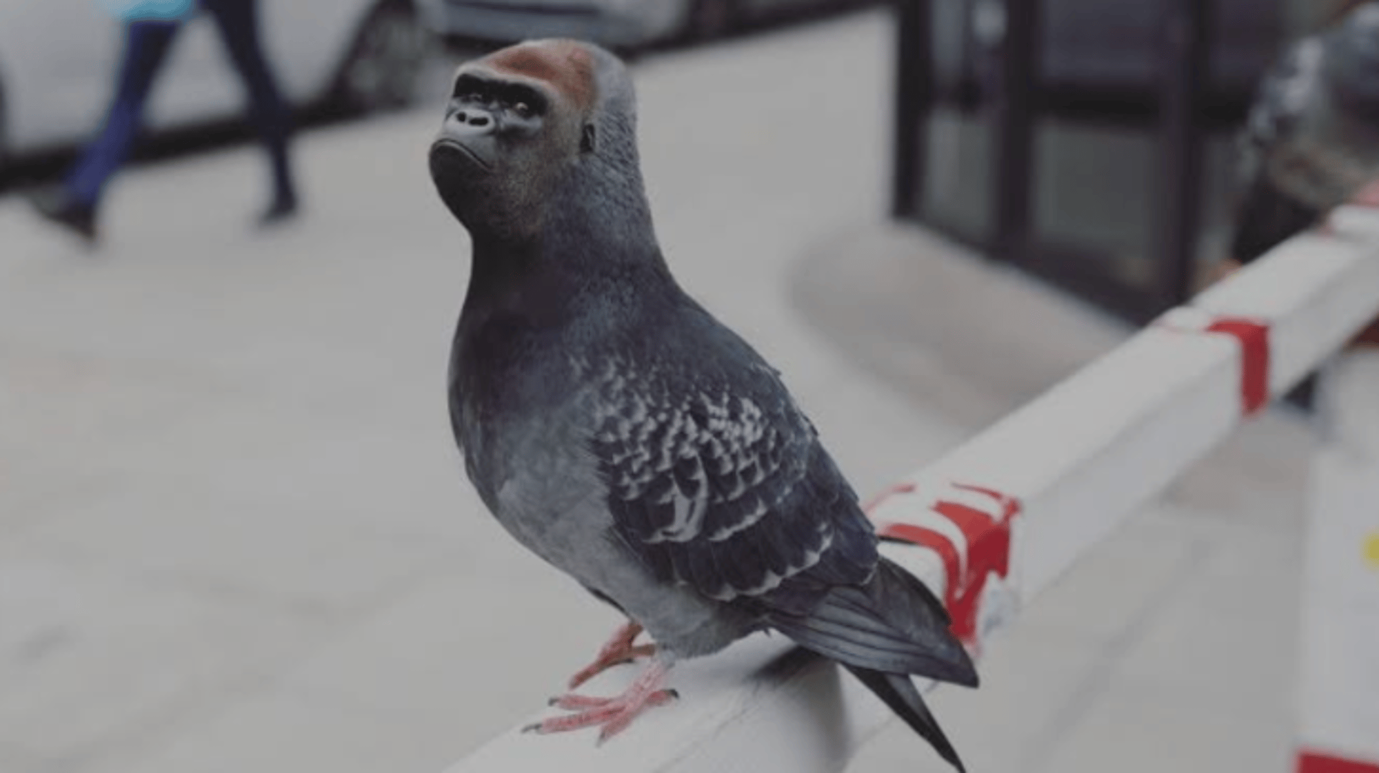 gorilla pigeon