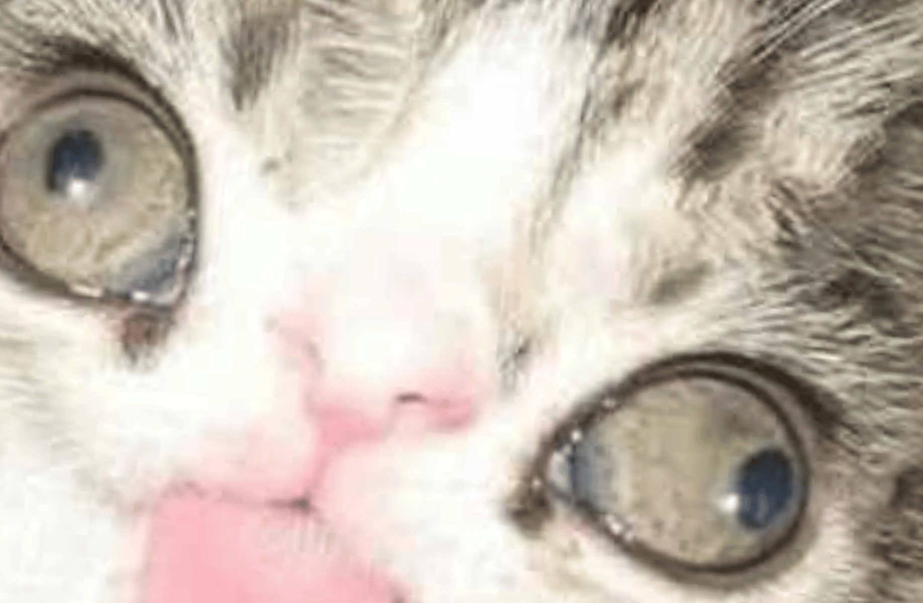 Otisim cat