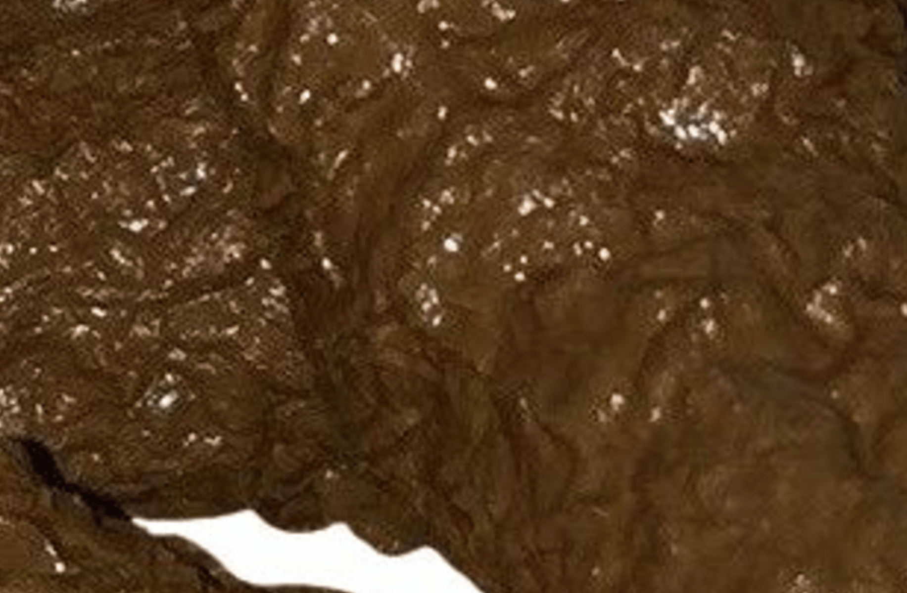 Literal dog poop