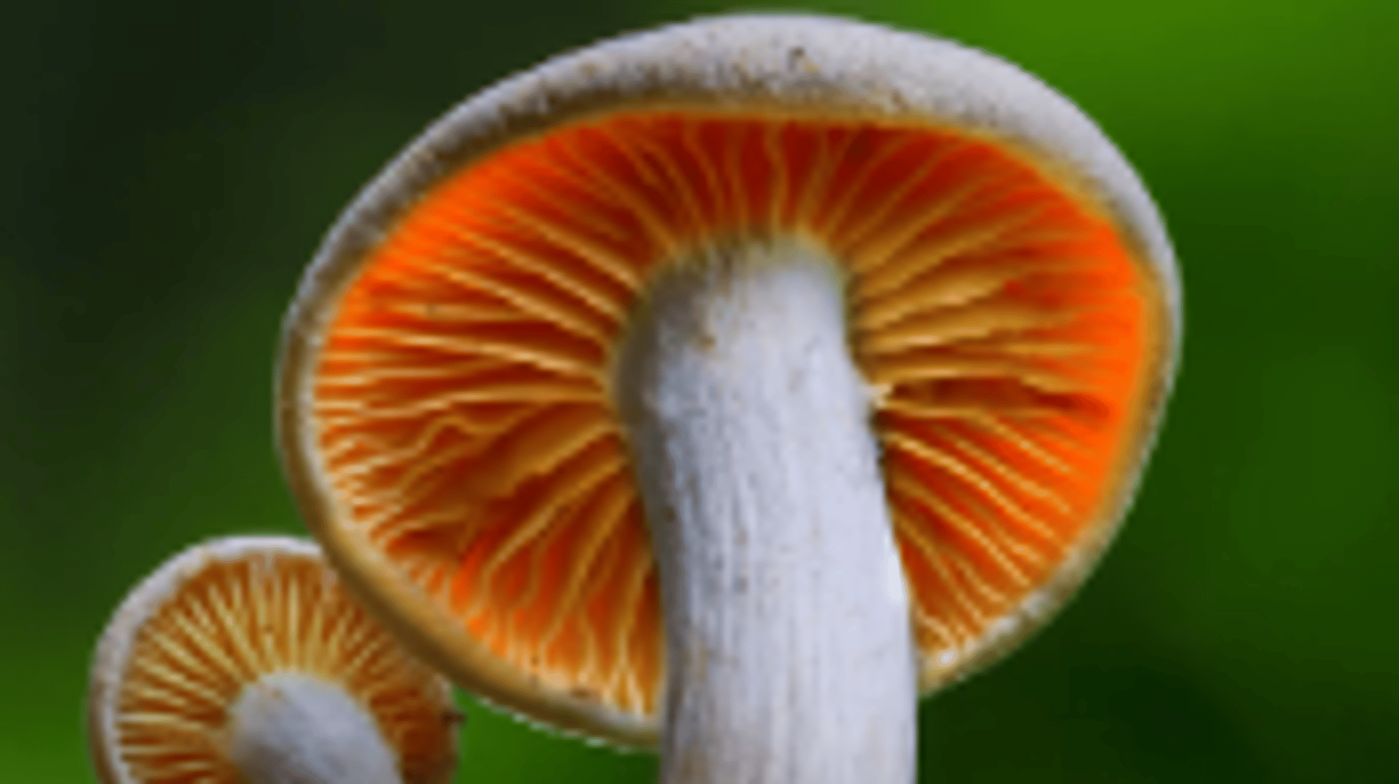 mushroom queen
