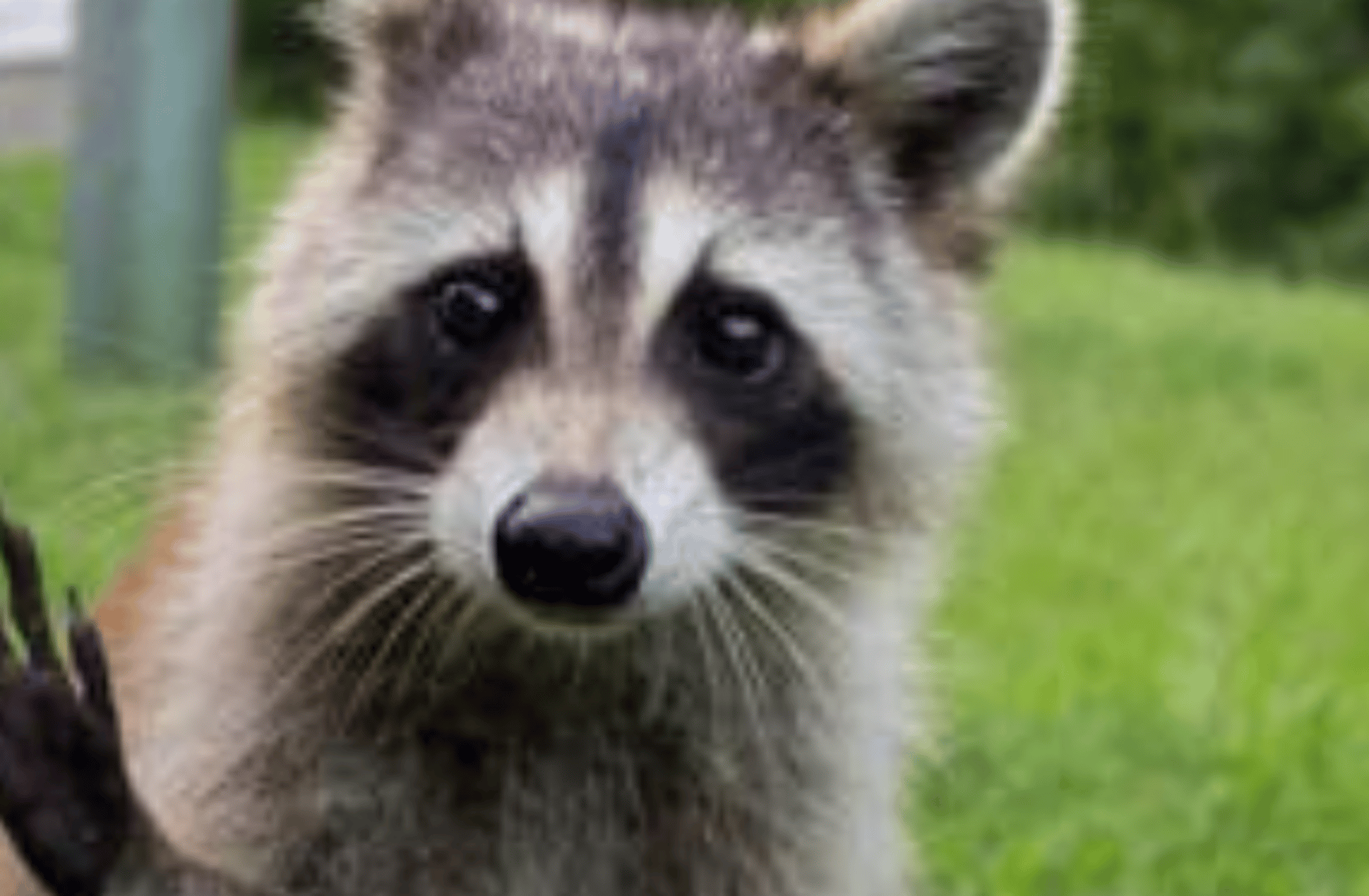 Mypal a cute pet