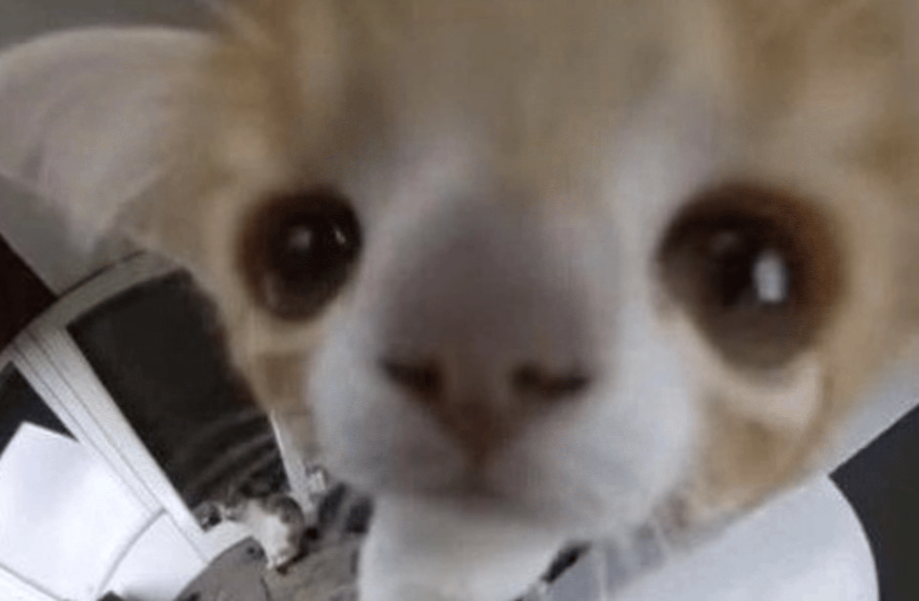 Angy cat