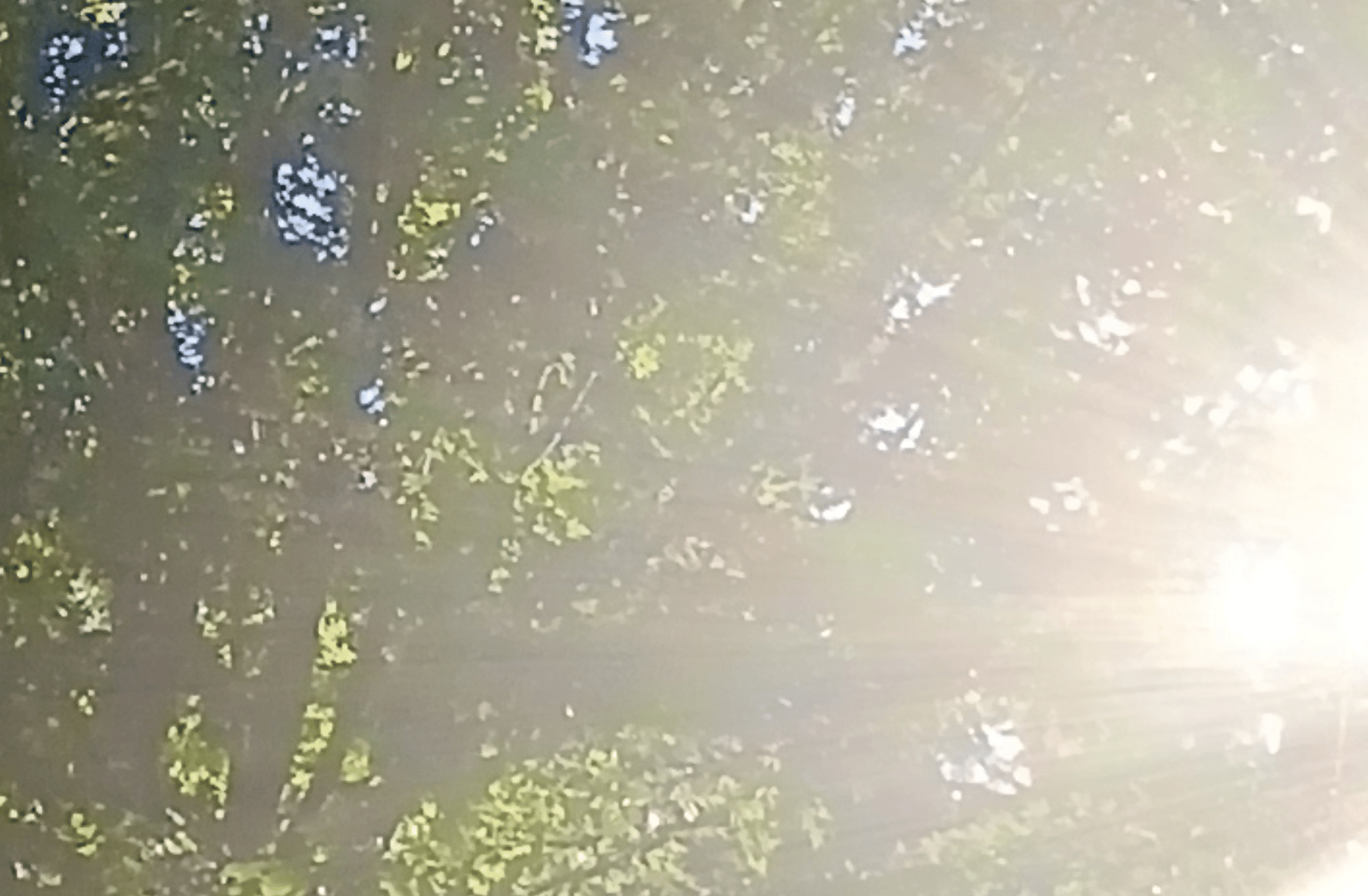 Flamefrags and manepear