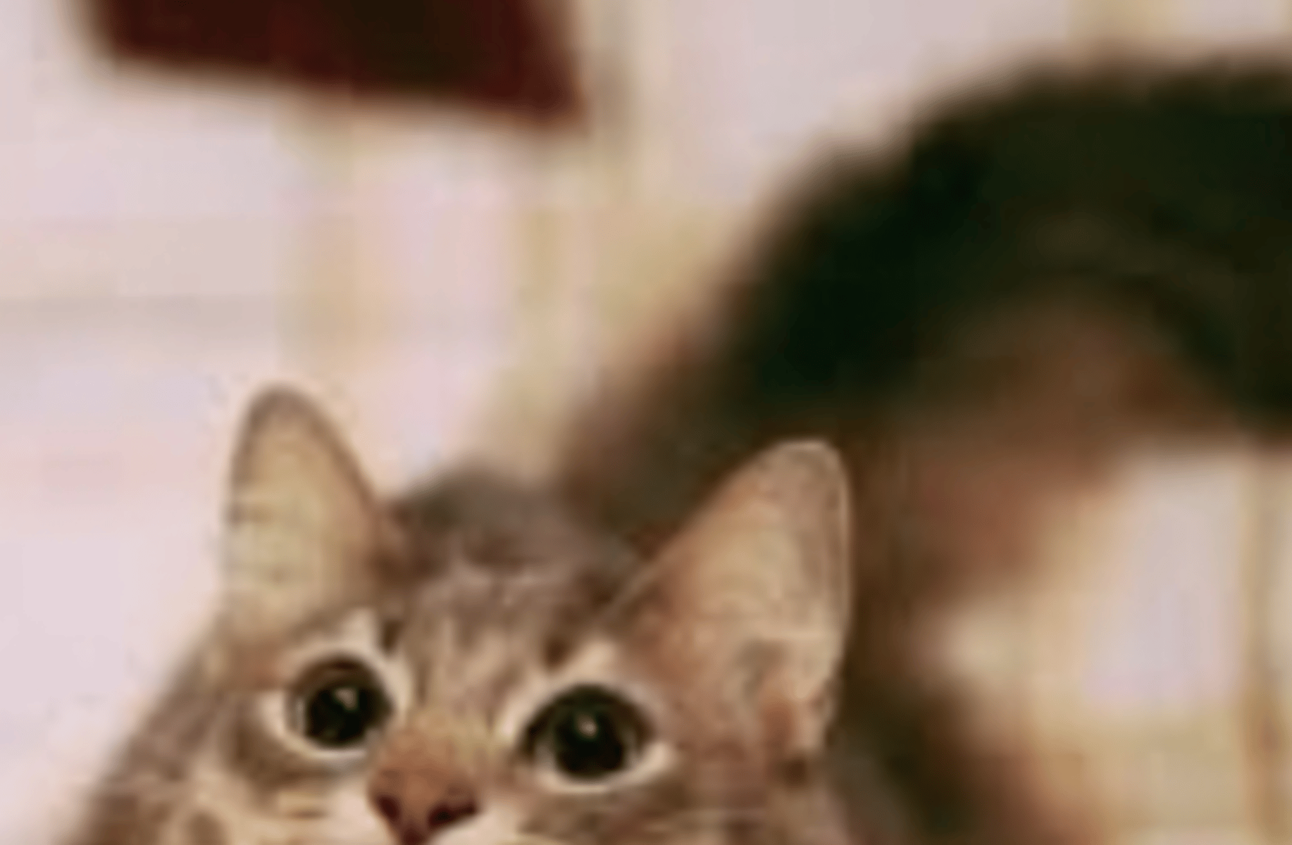 Kat